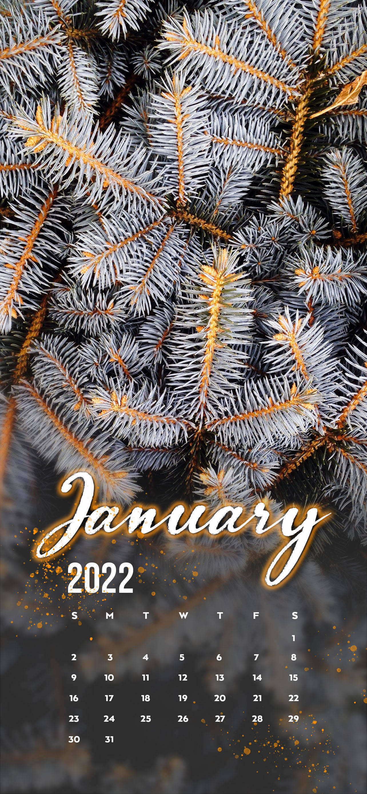 January 2022, white pine tree, frost-covered pine branches, 2K Phone Wallpaper
