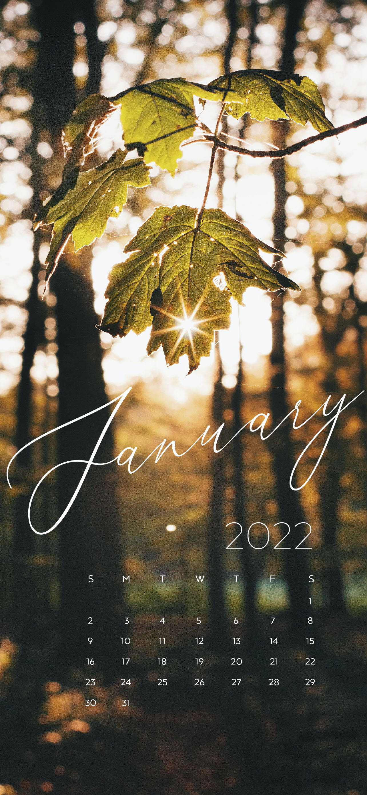 January 2022, morning sun, maple leaves, 2K Phone Wallpaper