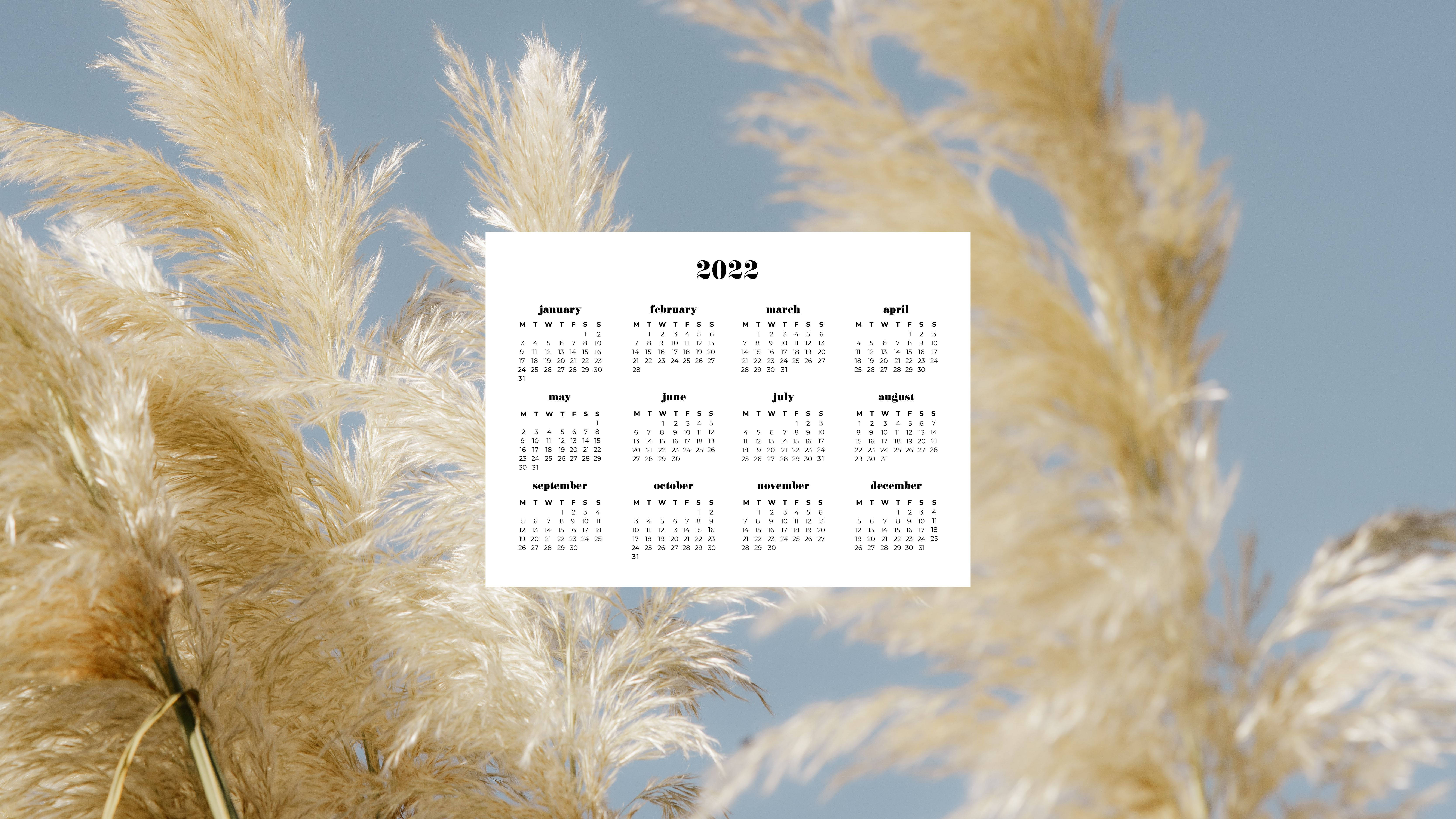 Pampas Grass 2022 Calendar, golden pampas grass, clear blue sky, 5K Desktop Wallpaper