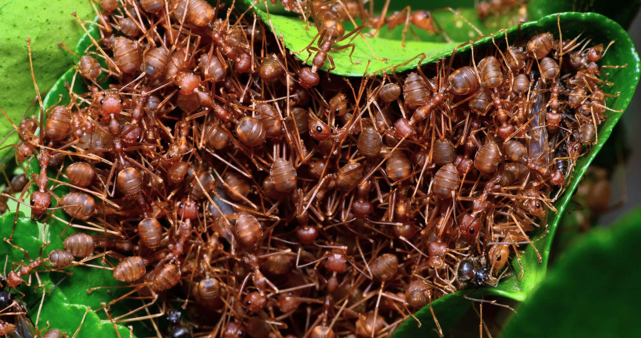 2048x1080, reddish-brown ants, vibrant green leaves, Full HD Desktop Wallpaper