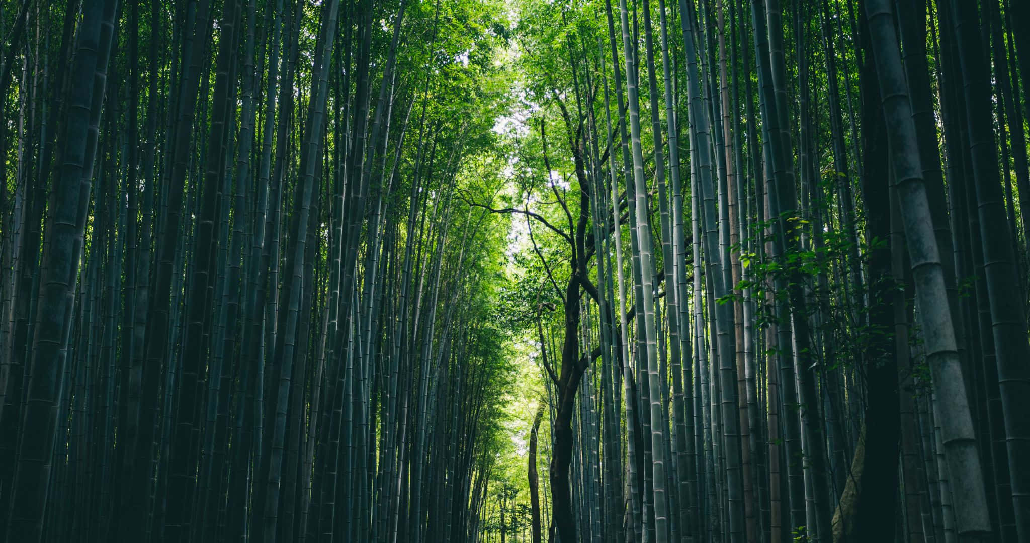 2048x1080, bamboo stalks, green canopy, Full HD Desktop Wallpaper