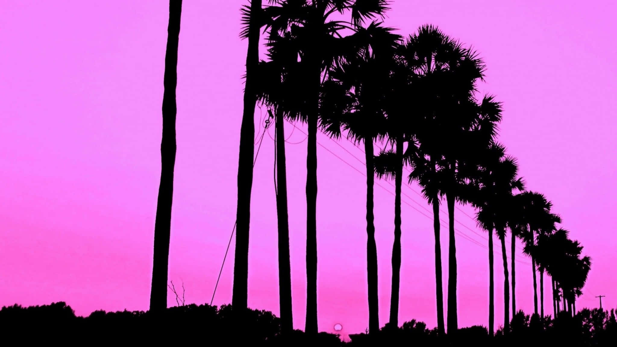 palm trees, vibrant pink sunset sky, low sun, Full HD Desktop Wallpaper