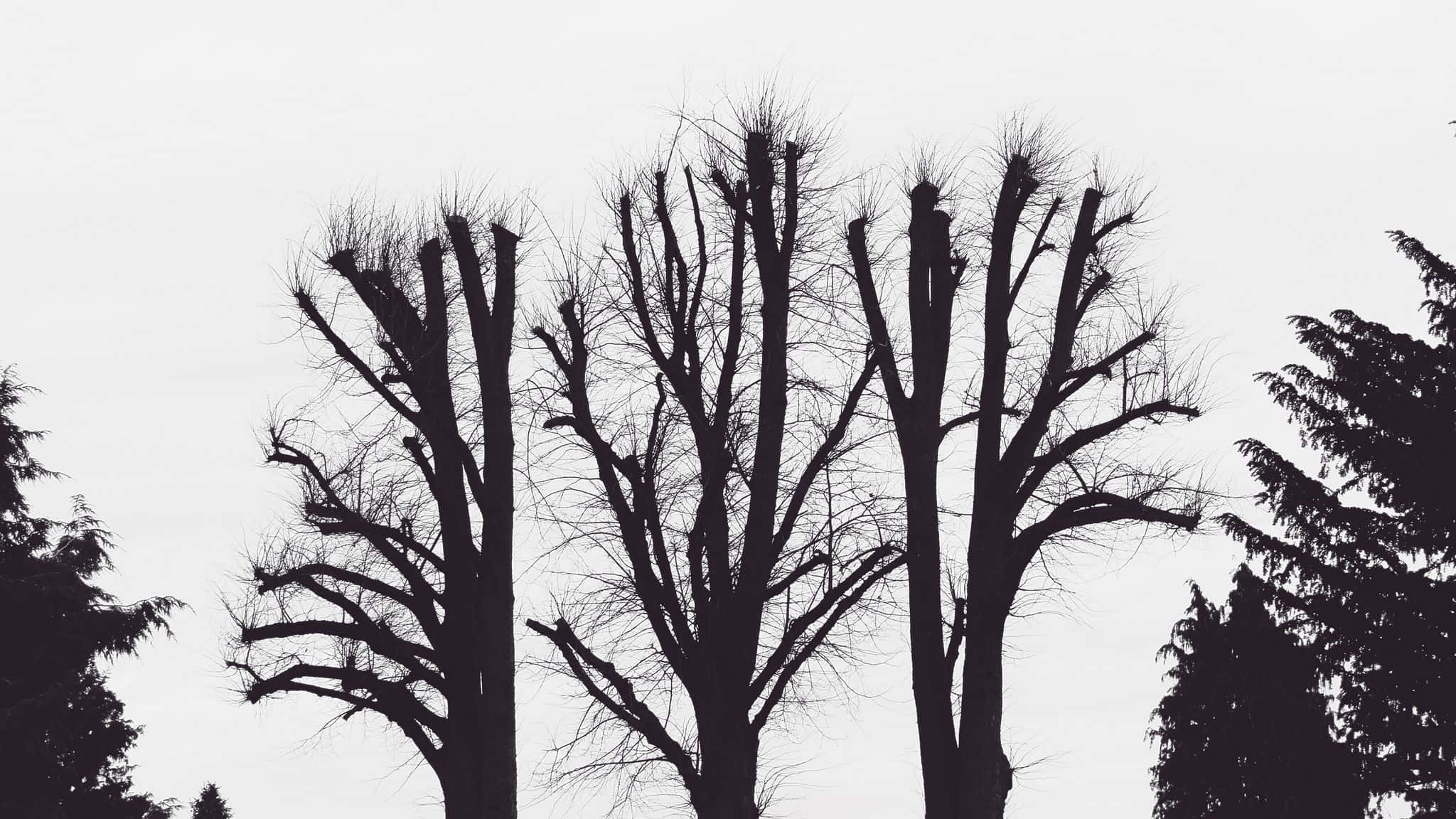 2048x1152 Aesthetic, leafless trees, silhouette, Full HD Desktop Wallpaper