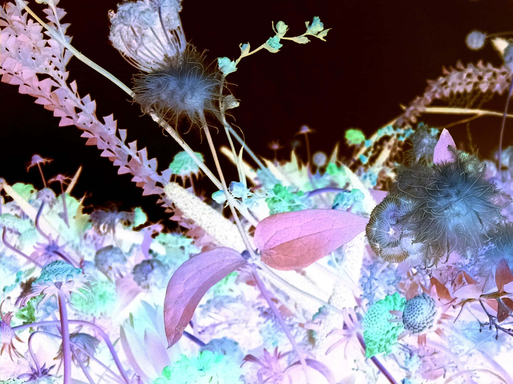 sunny beach, vibrant surreal flora, glowing purple pink and teal hues, Full HD Desktop Wallpaper
