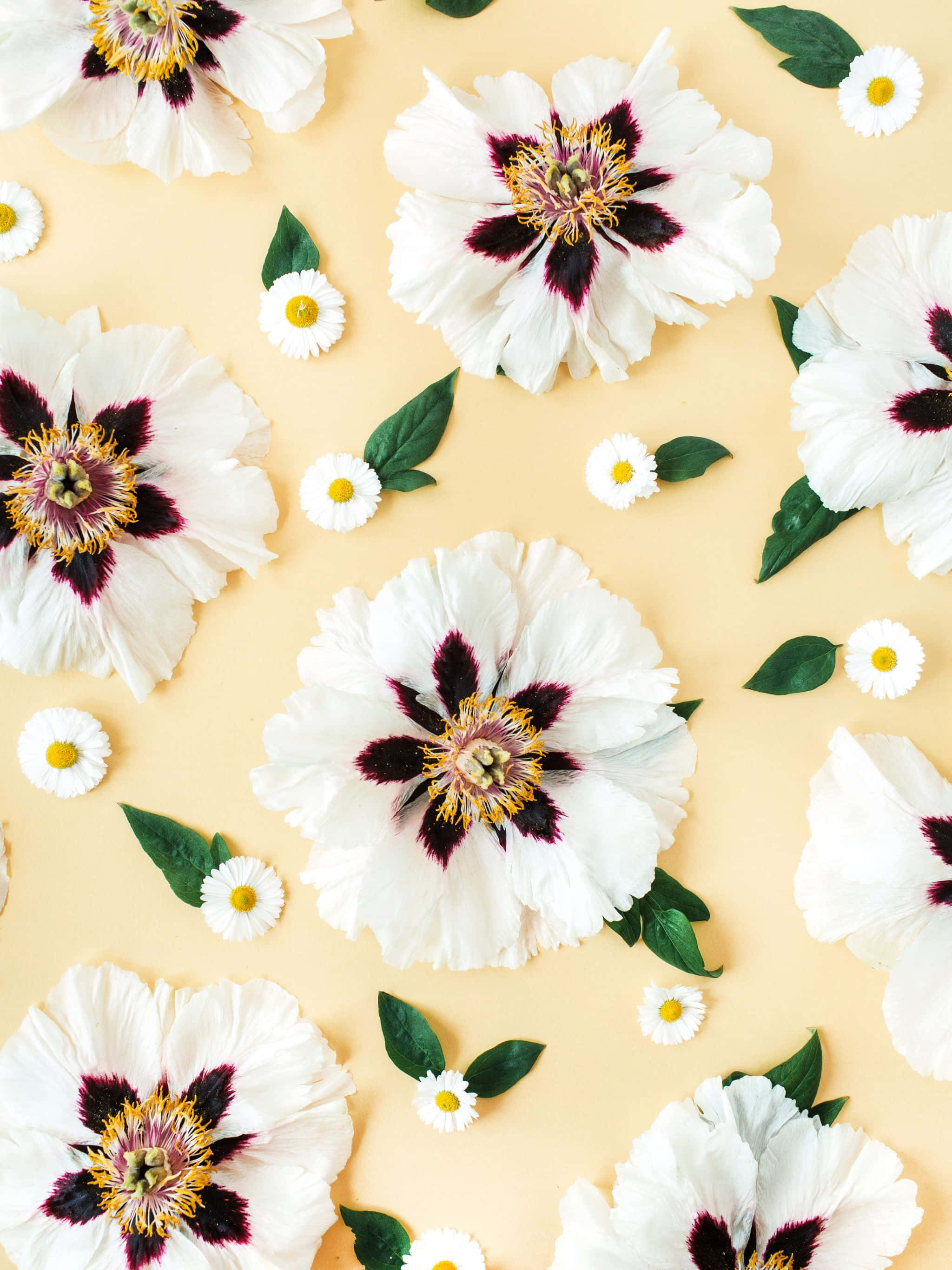 2048x2732, white flowers, deep purple centers, 2K Phone Wallpaper