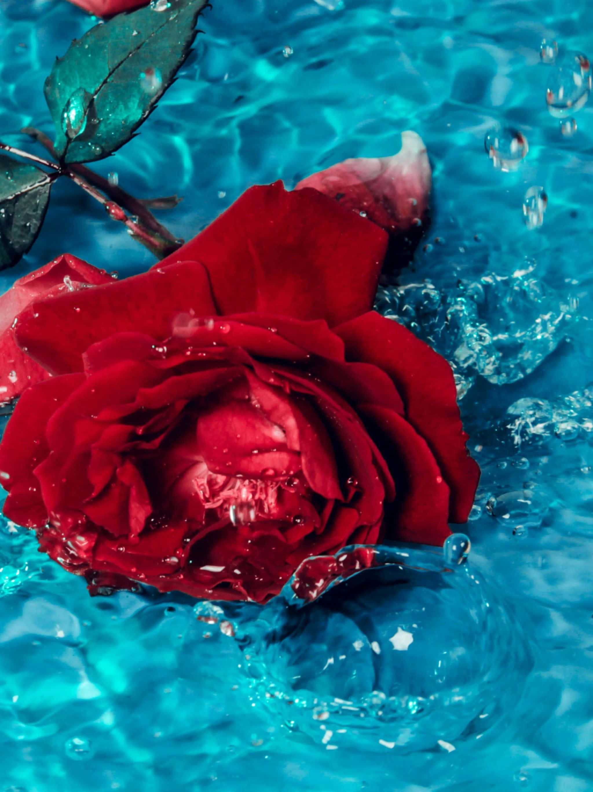 2048x2732, red rose, turquoise water, 2K Phone Wallpaper