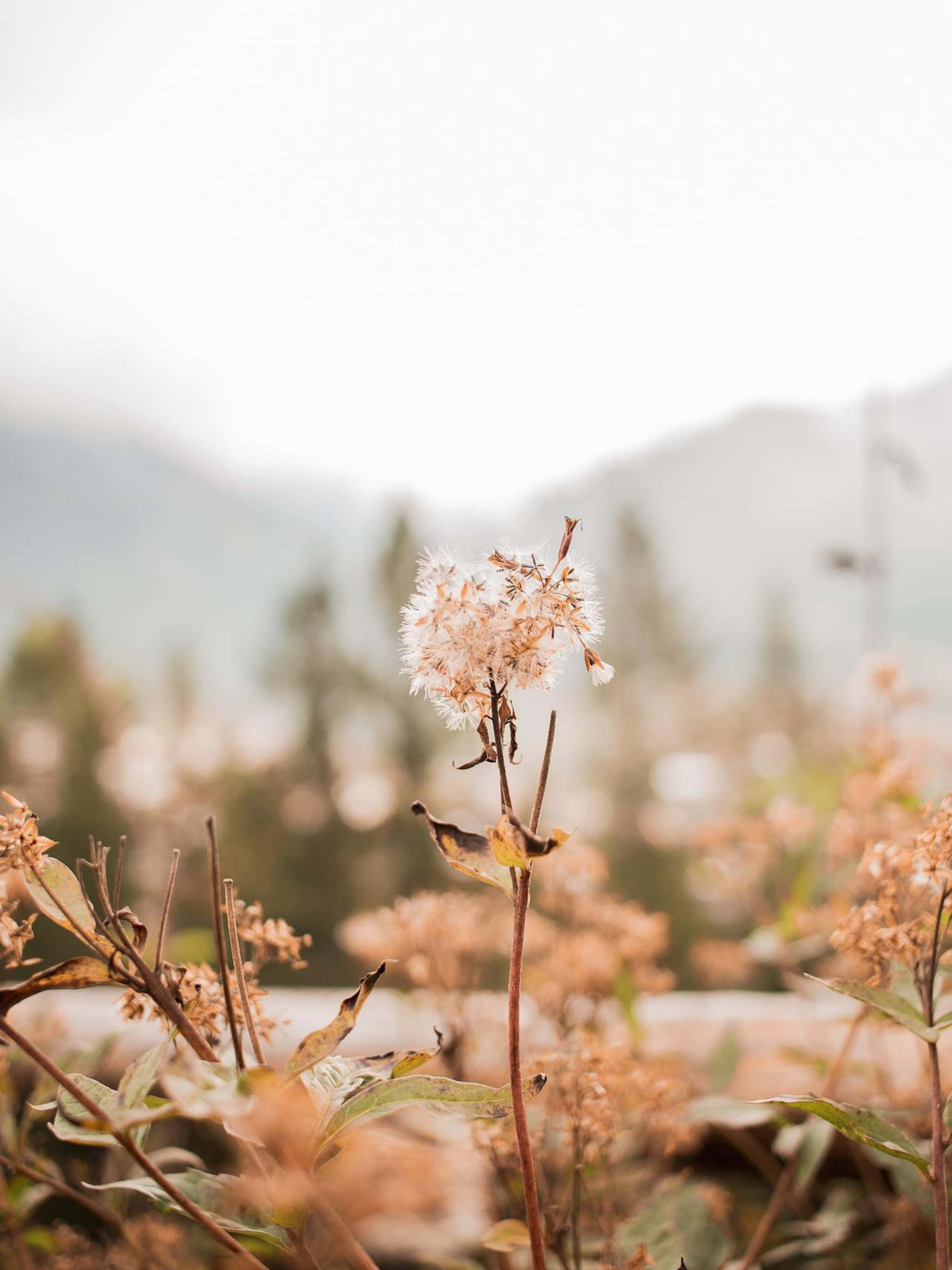 2048x2732, dried flower head, hazy mountain backdrop, 2K Phone Wallpaper