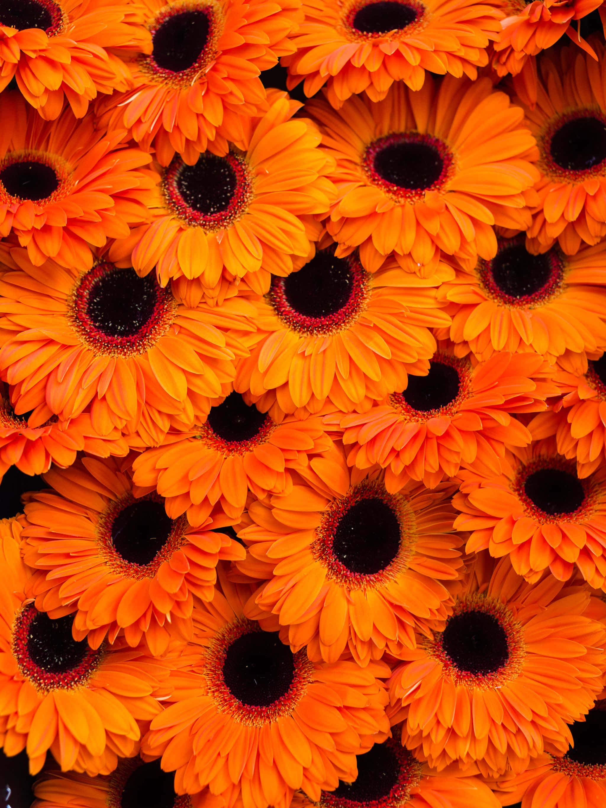 2048x2732, vibrant orange gerbera daisies, dark centers, 2K Phone Wallpaper