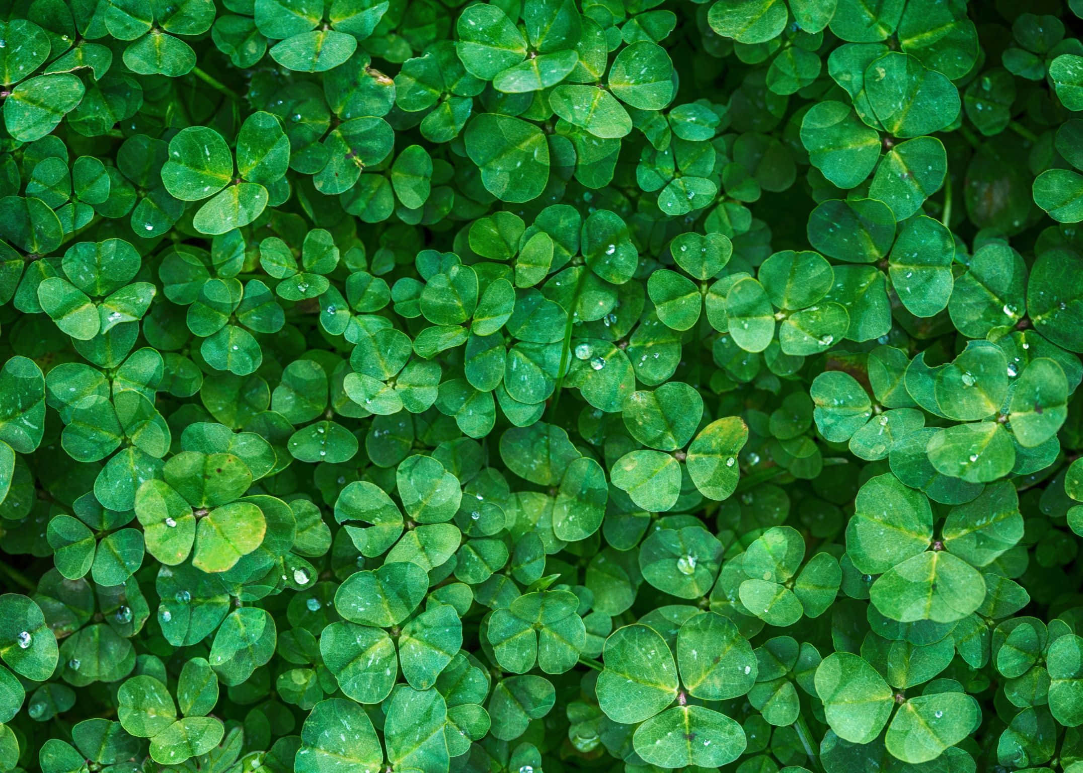 2152x1536, vibrant green, clover leaves, Full HD Desktop Wallpaper