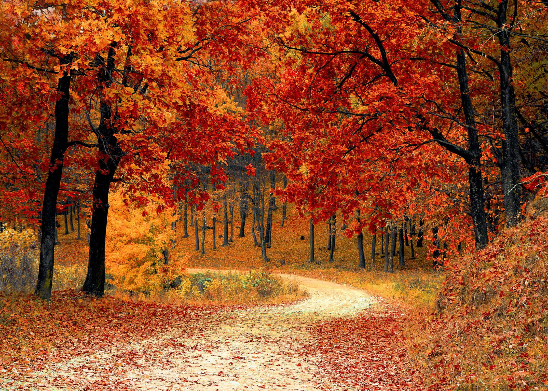 2152x1536, autumn leaves, fiery red, Full HD Desktop Wallpaper