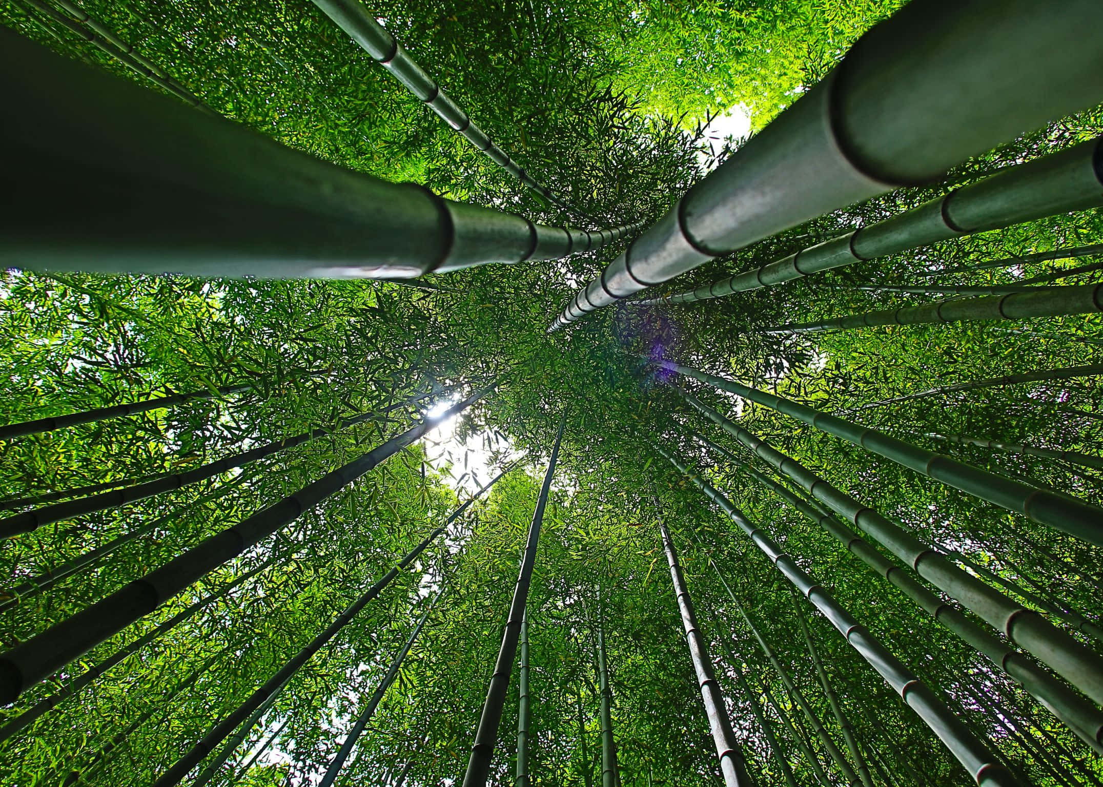 2152x1536, sunlit mountain landscape, towering green bamboo stalks, Full HD Desktop Wallpaper
