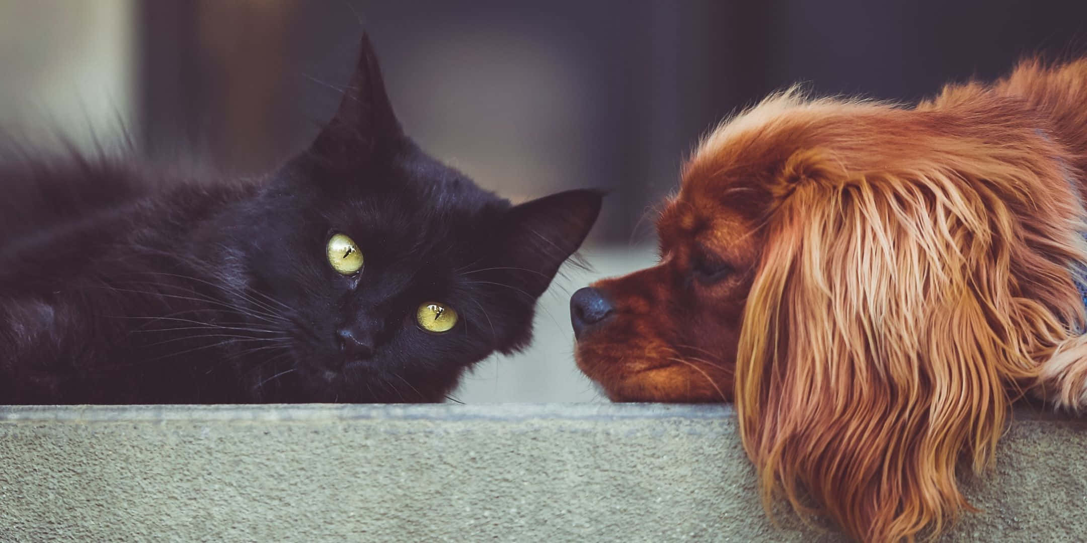 2160x1080, black cat, glowing green eyes, Full HD Desktop Wallpaper