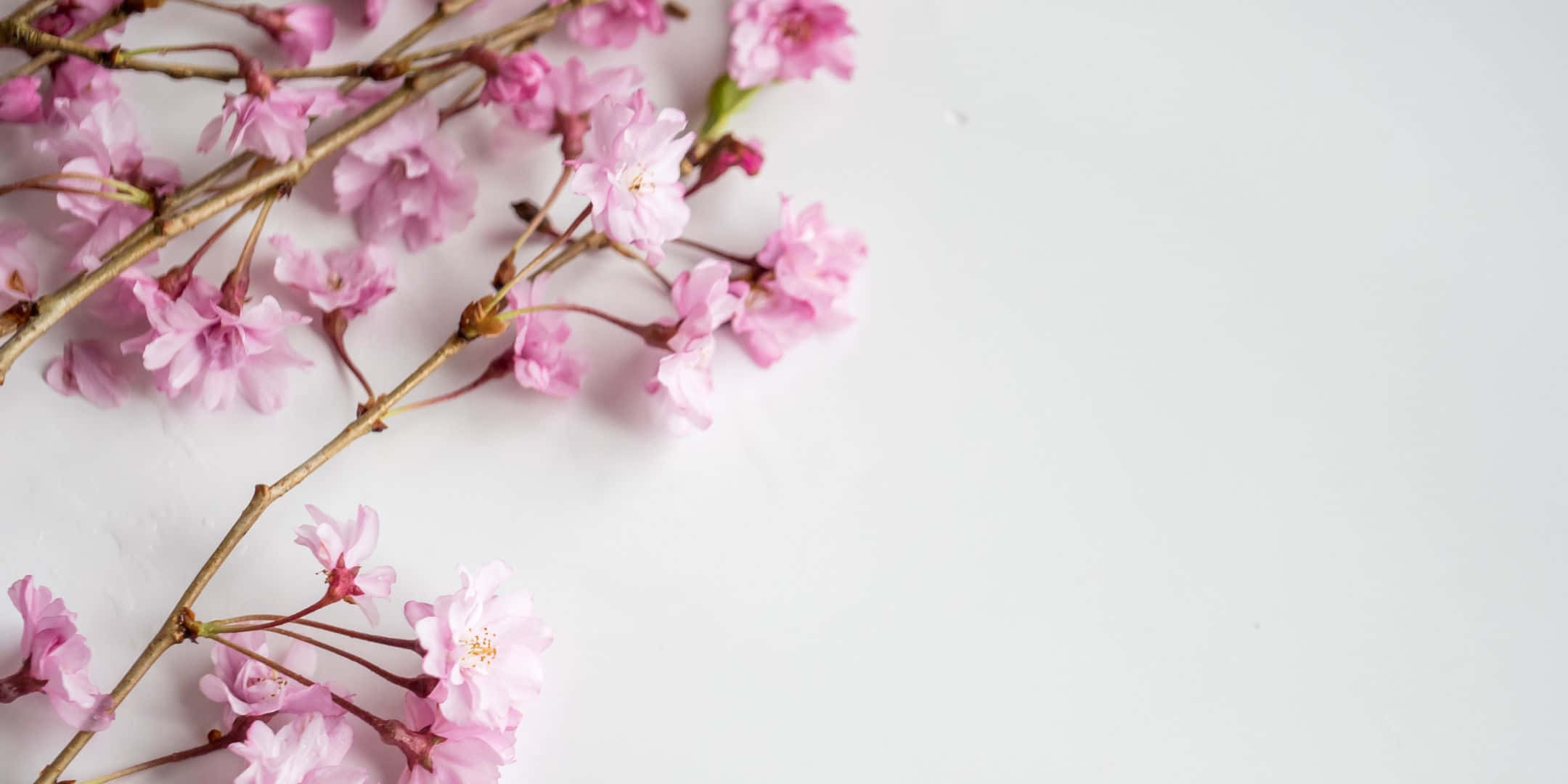 pink cherry blossoms, slender branches, clean white background, Full HD Desktop Wallpaper