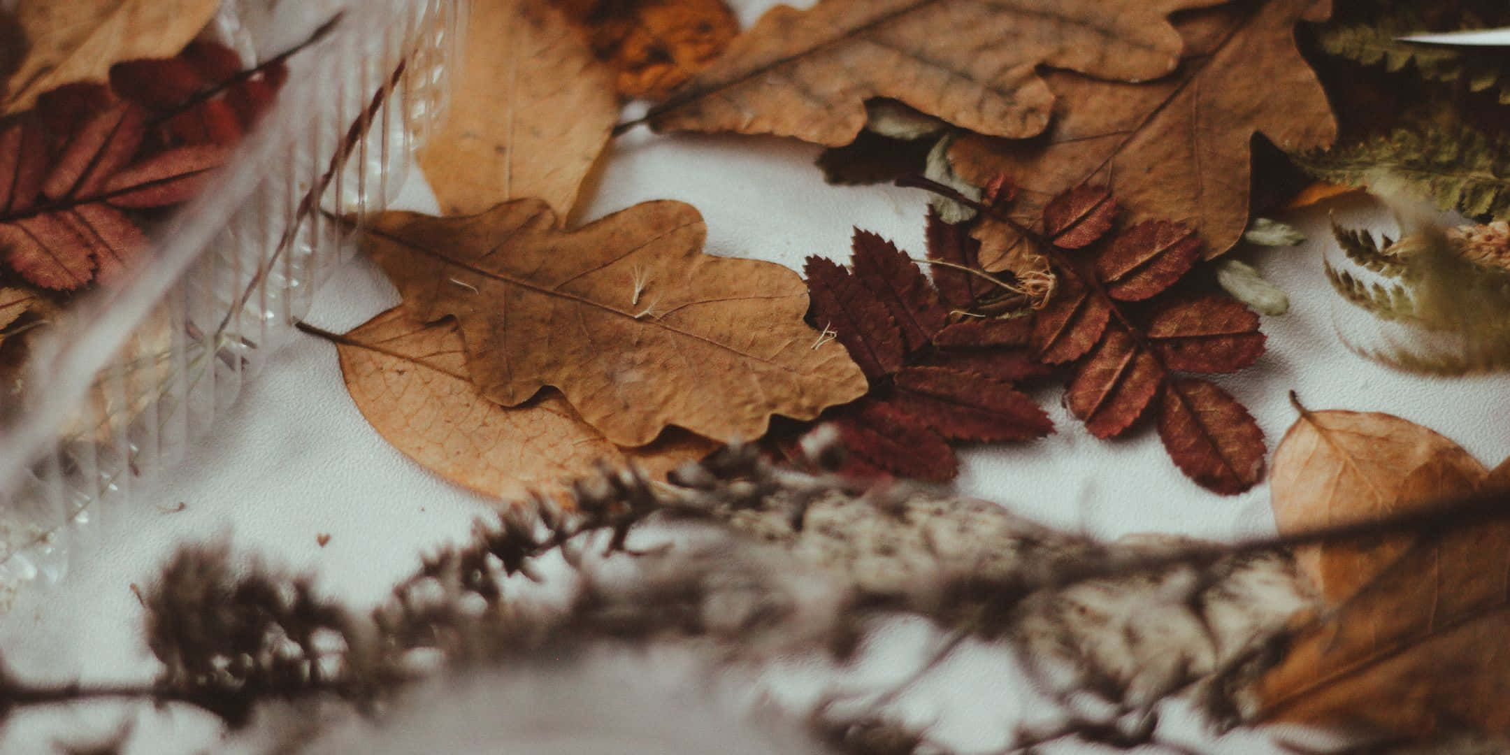 2160x1080, autumn leaves, twigs, Full HD Desktop Wallpaper