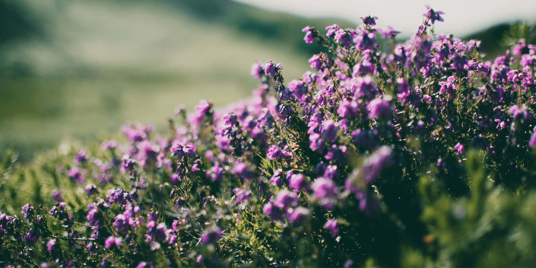2160x1080, vibrant purple heather, soft focus, Full HD Desktop Wallpaper