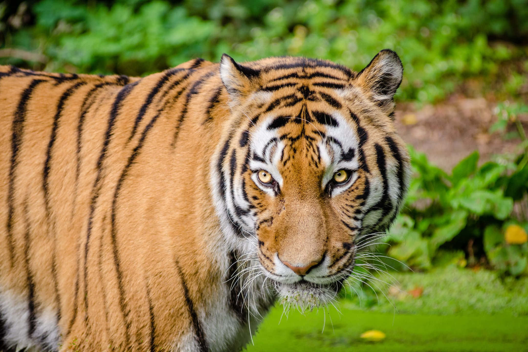 2160x1440, tiger, orange fur, Full HD Desktop Wallpaper
