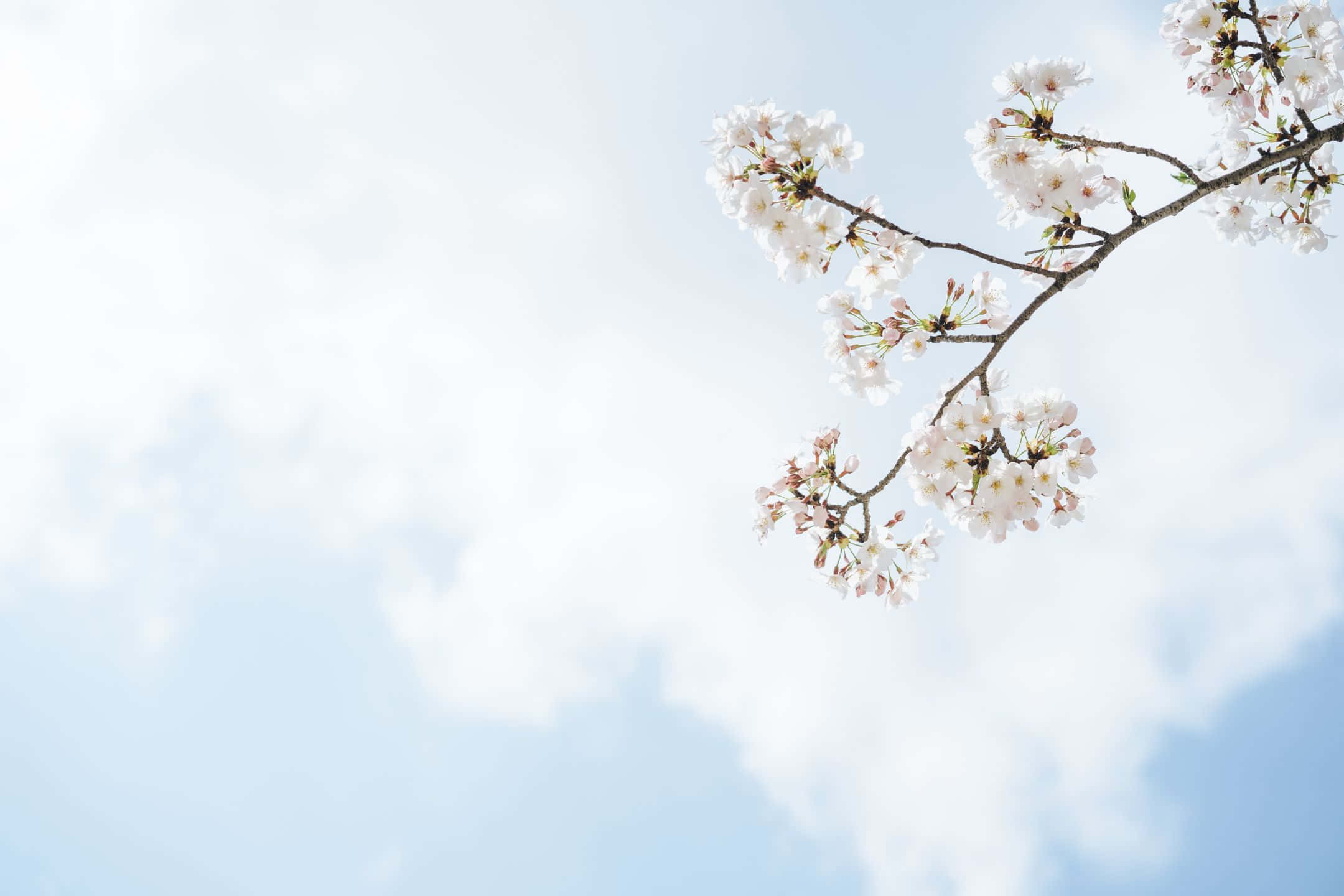 2160x1440, orange and pink sunset, white cherry blossoms, Full HD Desktop Wallpaper