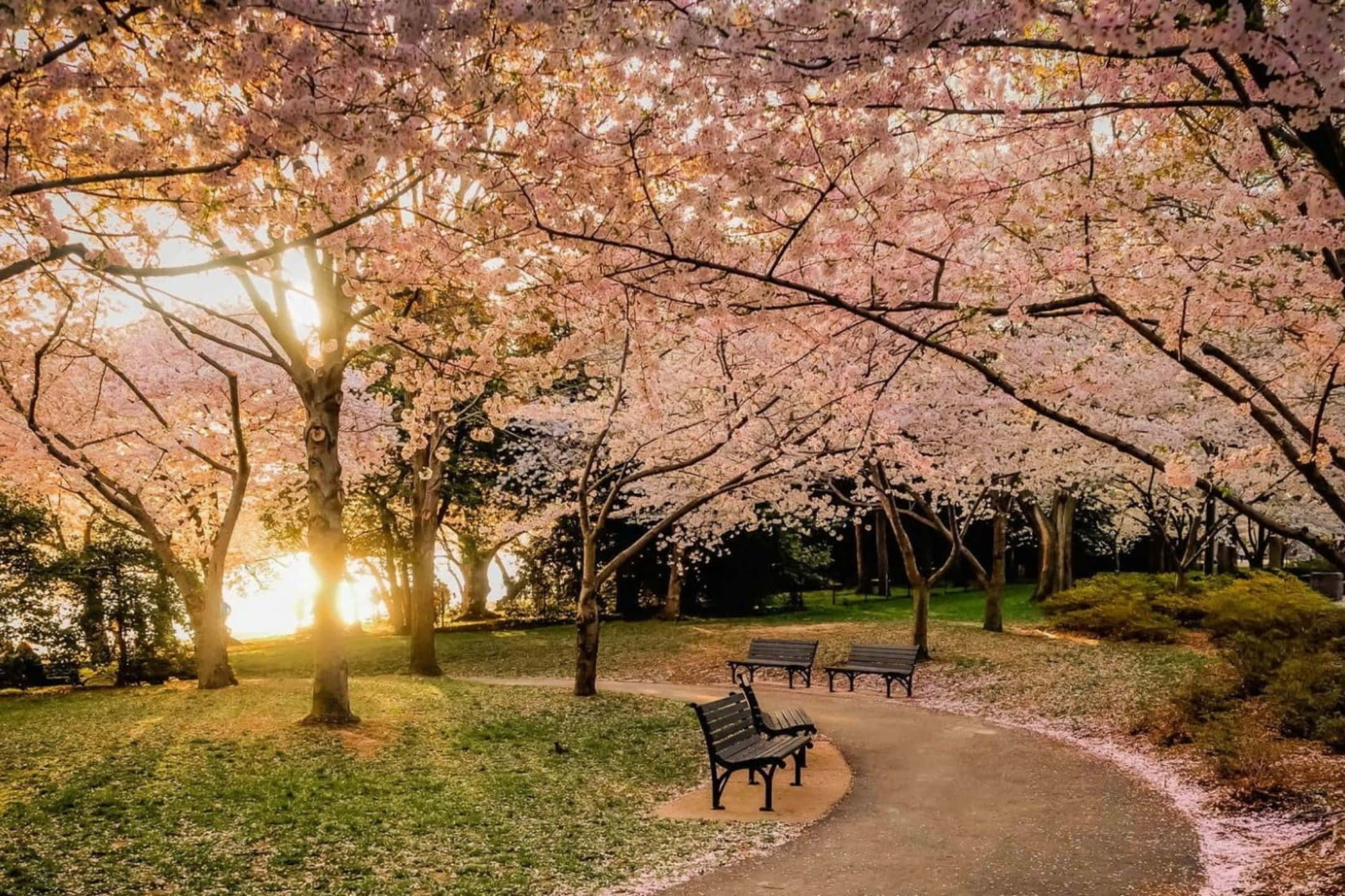 2160x1440, pink cherry blossoms, winding path, Full HD Desktop Wallpaper