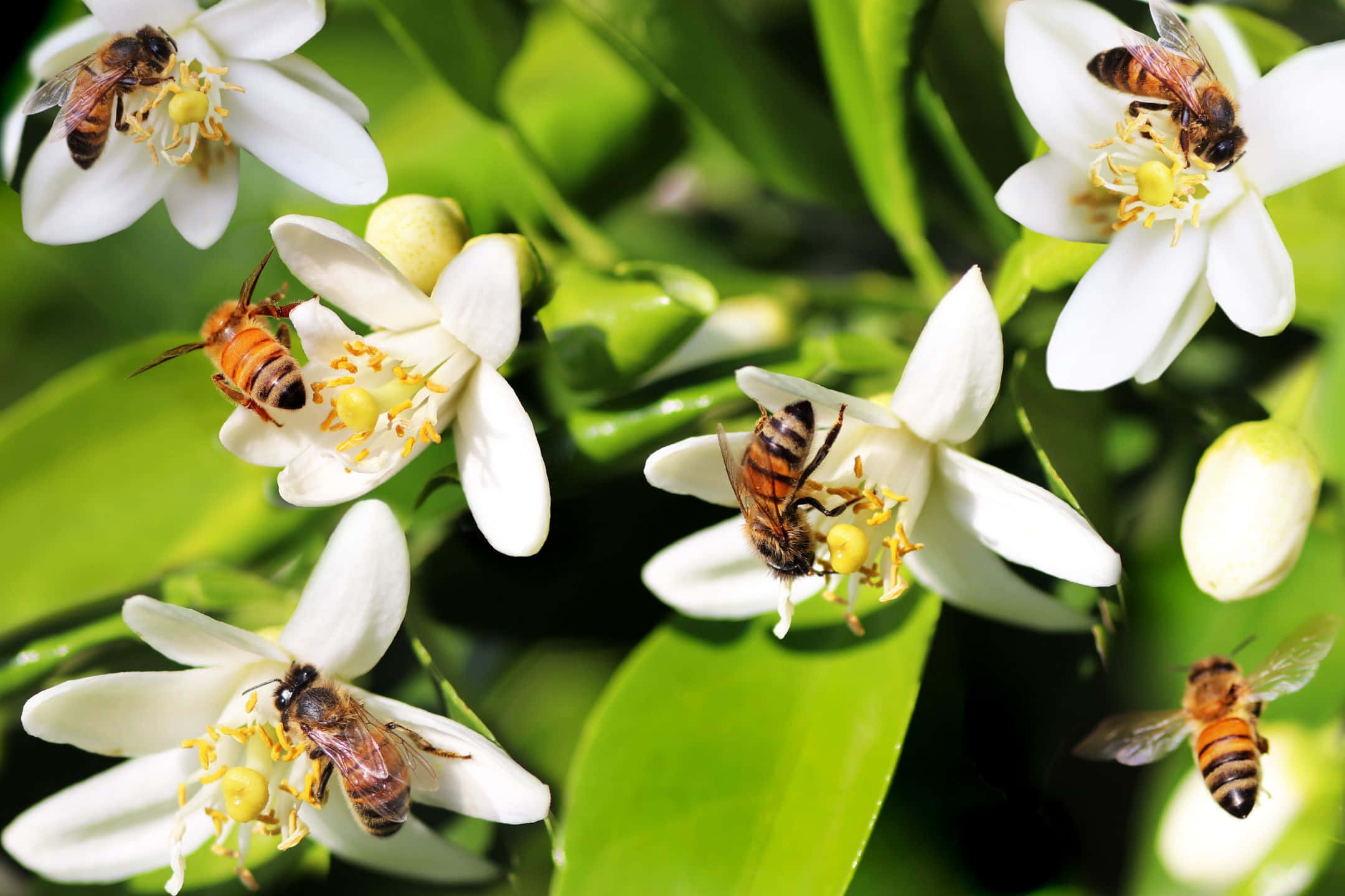 2160x1440, white blossoms, yellow centers, Full HD Desktop Wallpaper
