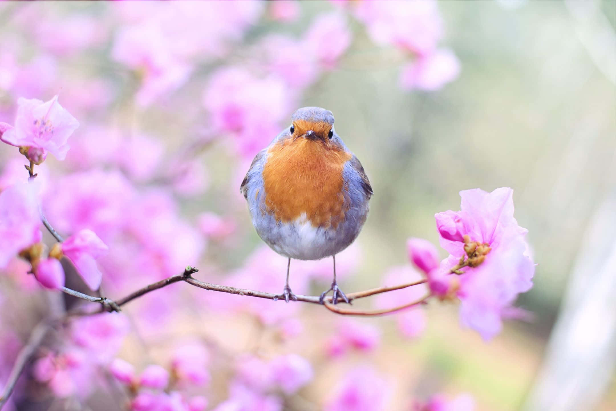 2160x1440, robin, branch, Full HD Desktop Wallpaper