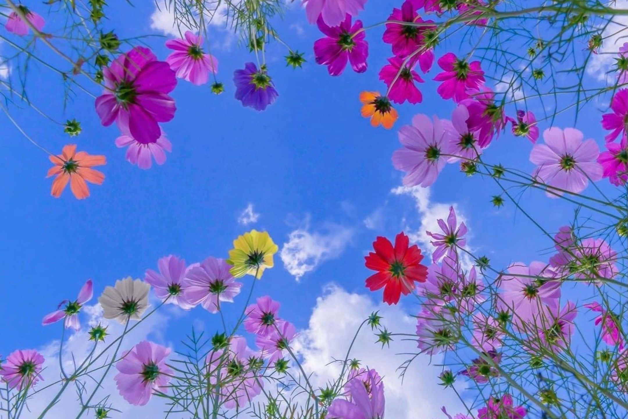 2160x1440, Green Palm Tree Leaf, cosmos flowers, Full HD Desktop Wallpaper