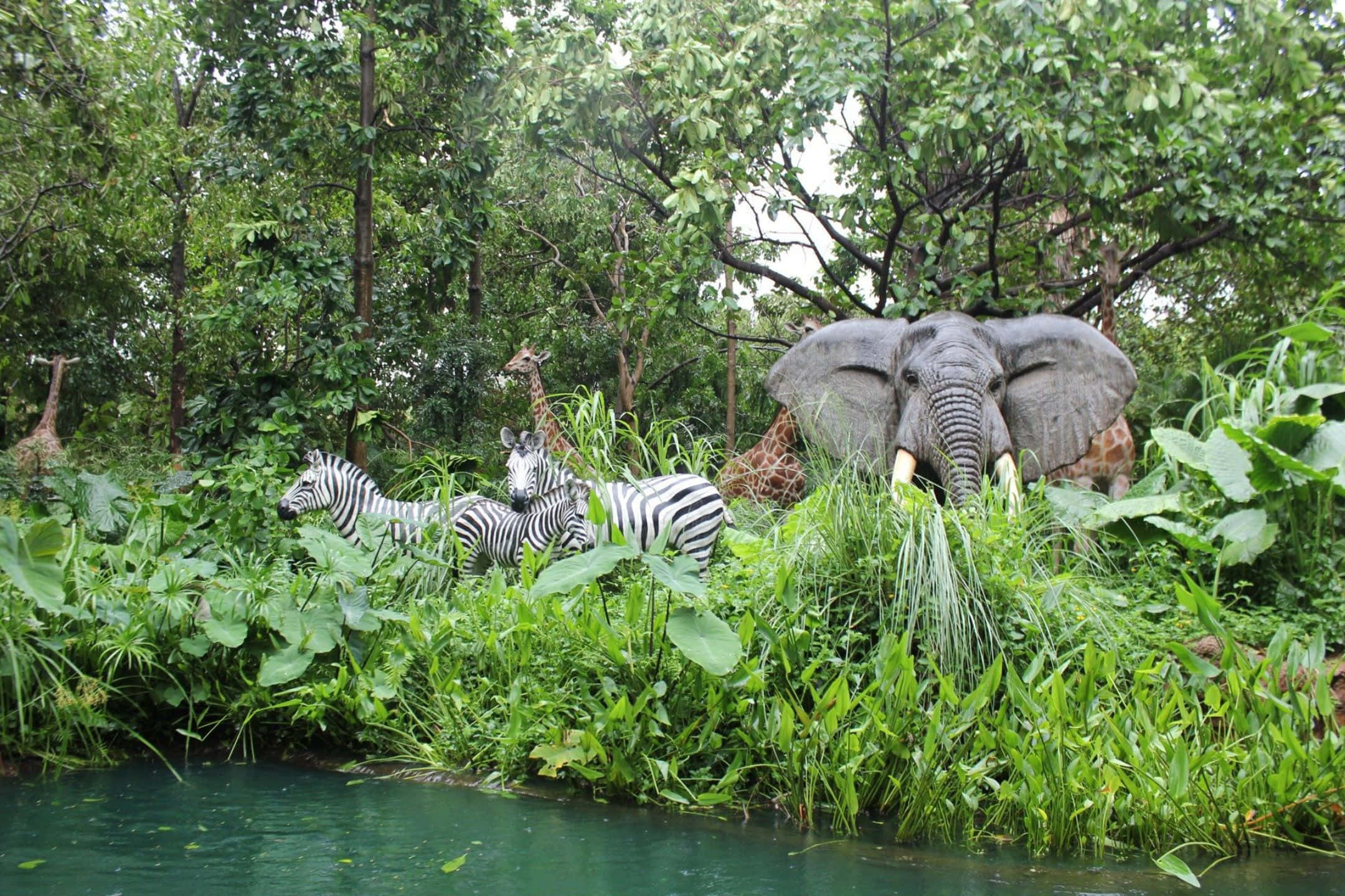 2160x1440, jungle, zebras, Full HD Desktop Wallpaper