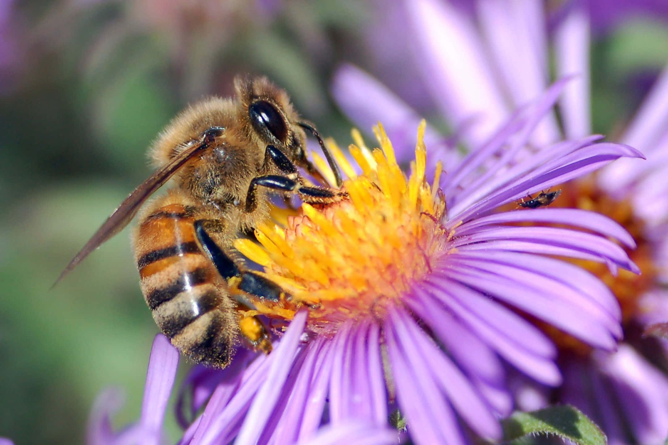 mountain valley, early morning, honeybee, Full HD Desktop Wallpaper