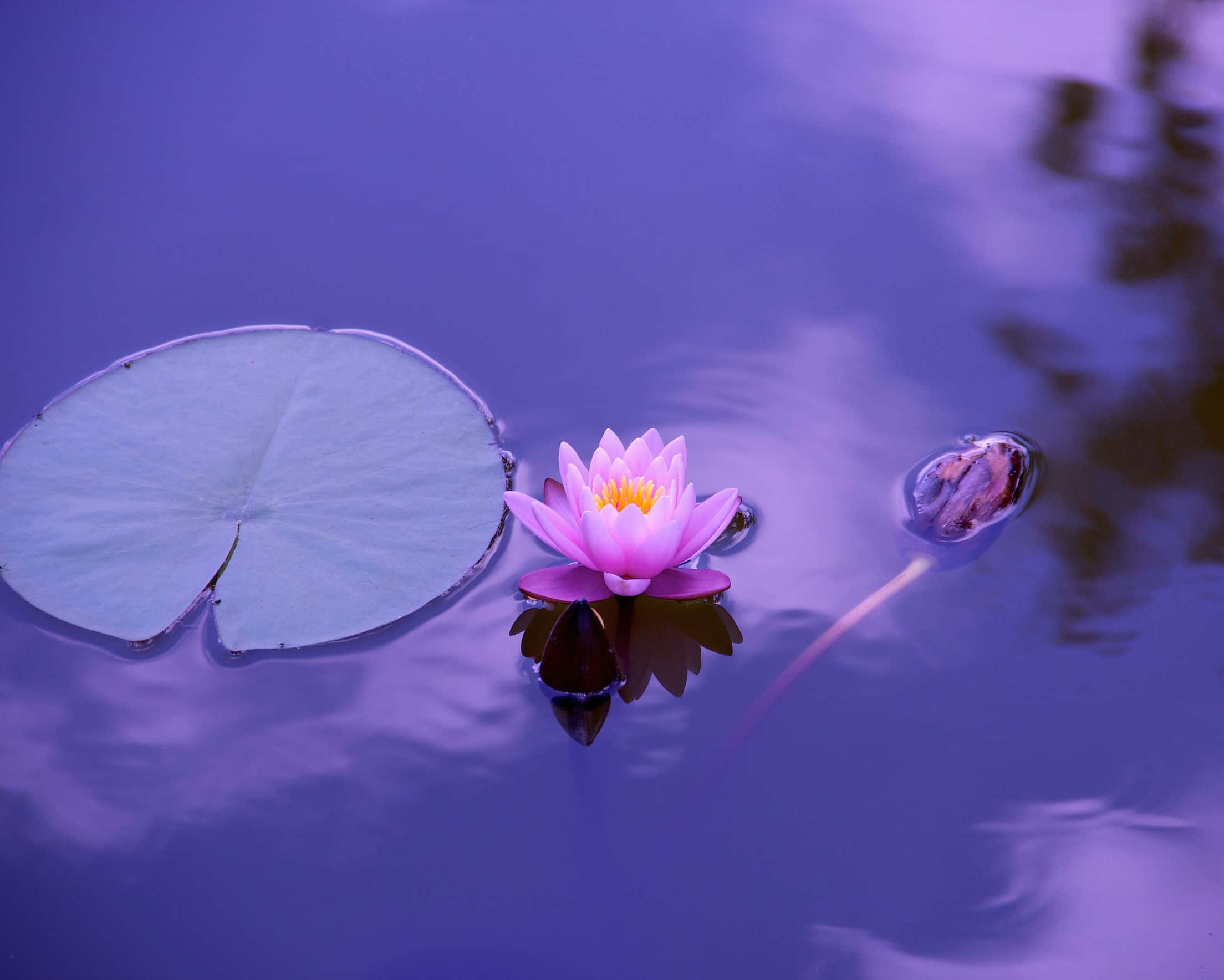 2208x1768, pink water lily, calm purple water, Full HD Desktop Wallpaper