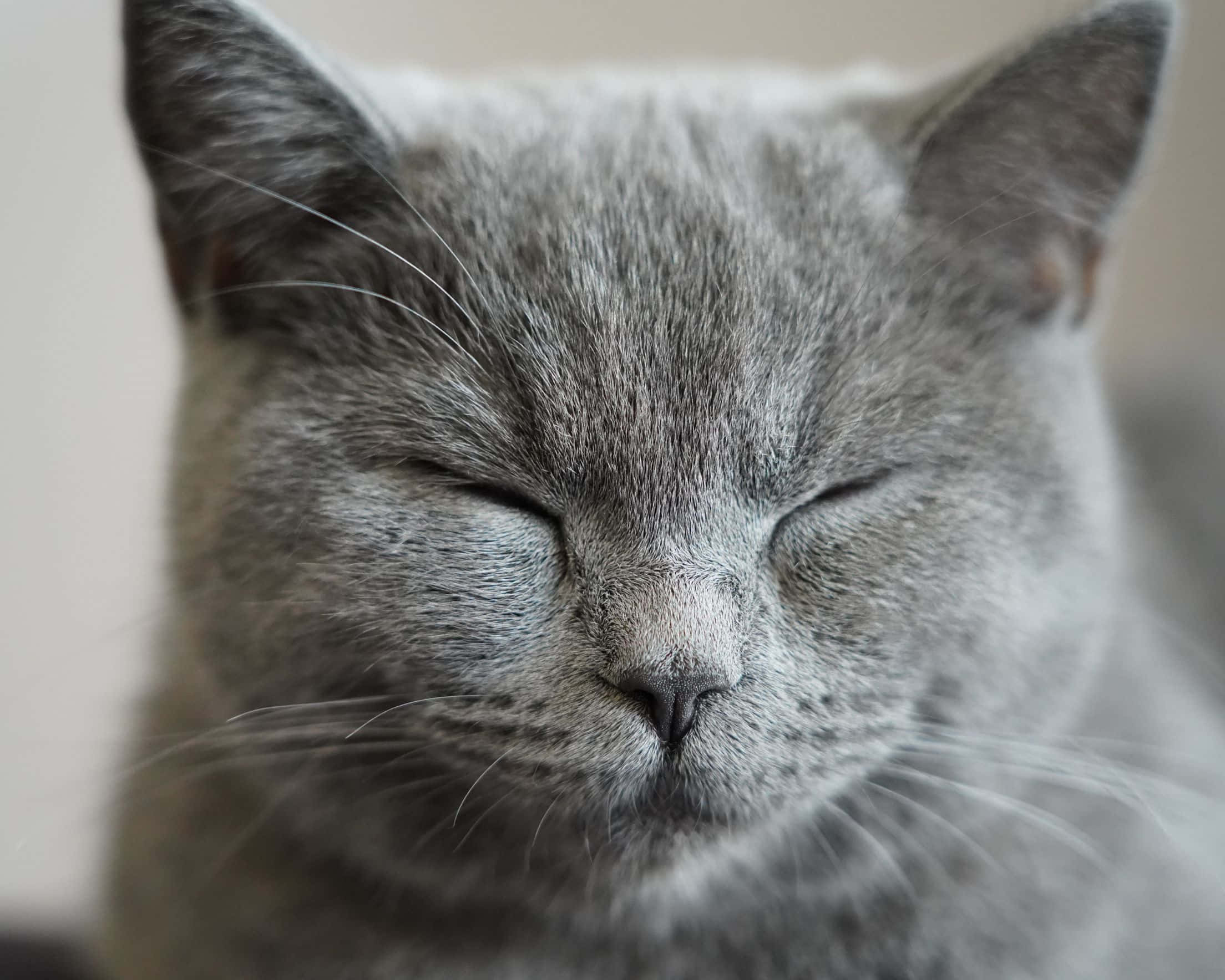 2208x1768, gray cat, serene, Full HD Desktop Wallpaper