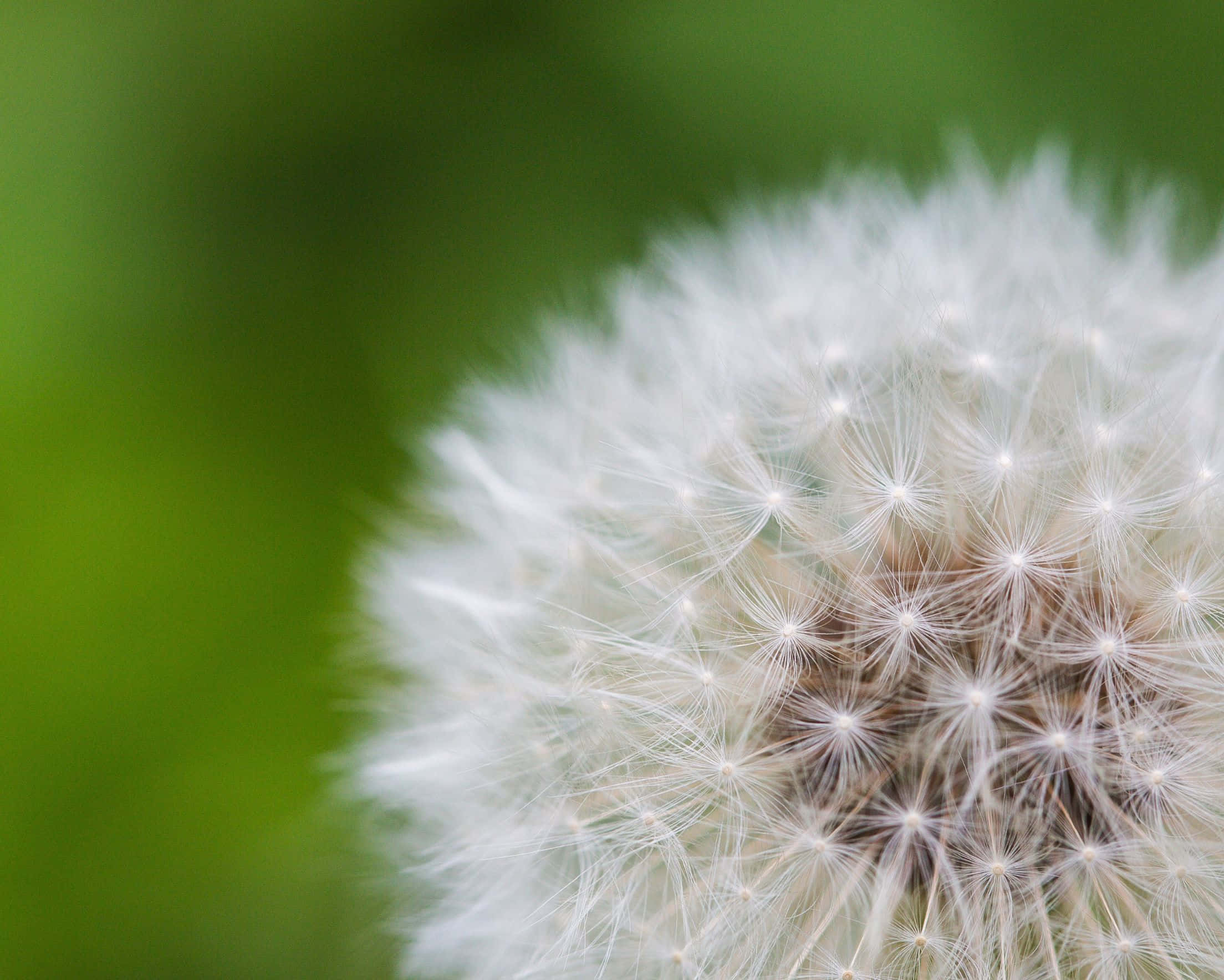 2208x1768, dandelion seed head, soft green blurred background, Full HD Desktop Wallpaper