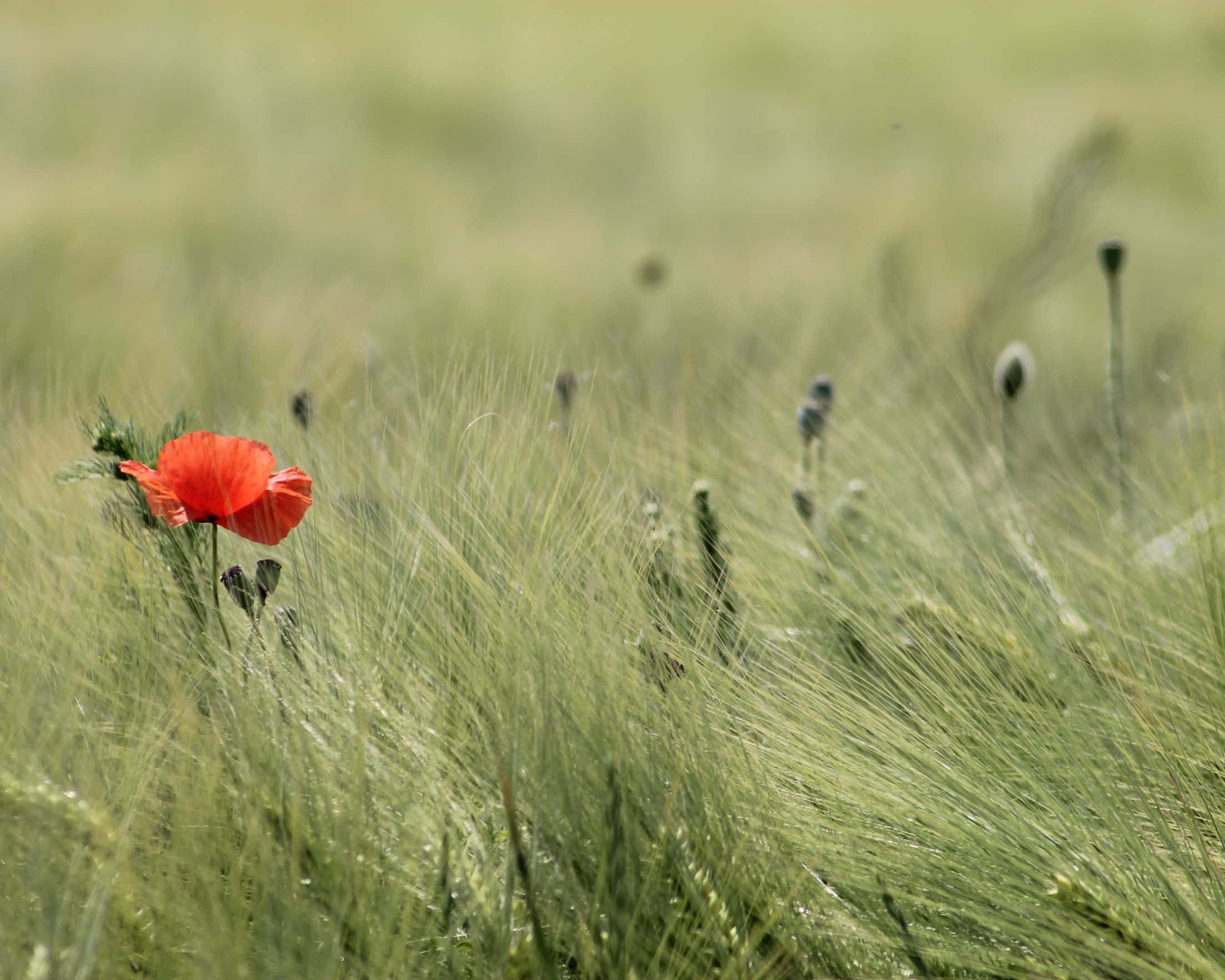 red poppy, tall swaying green grass, sunlit field, Full HD Desktop Wallpaper