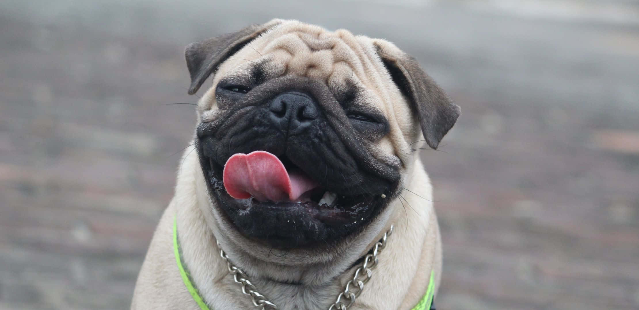 2220x1080, Sunset, pug dog, Full HD Desktop Wallpaper