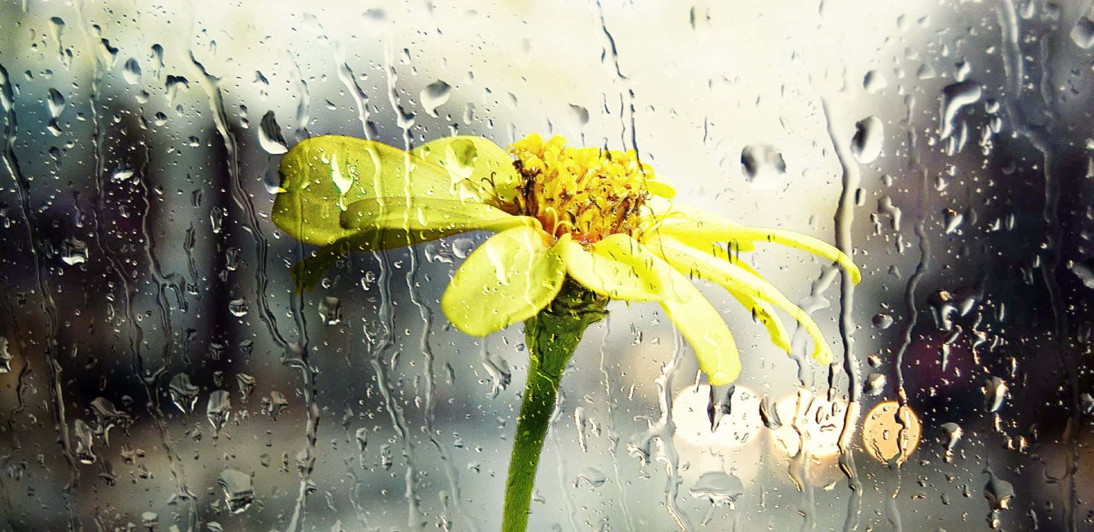 yellow flower, rain-splattered window, blurred city lights, Full HD Desktop Wallpaper