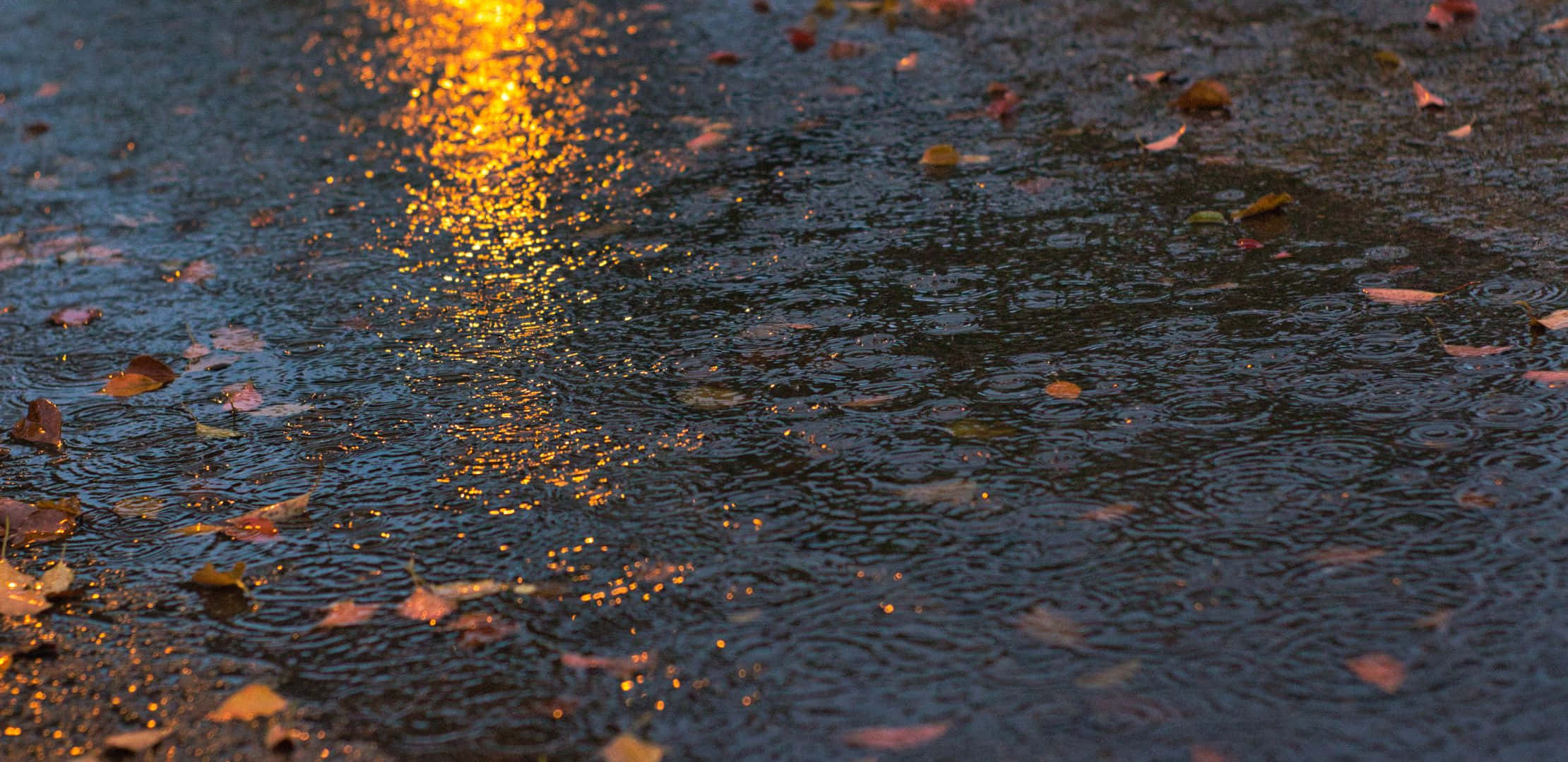 Golden sunset light, wet pavement, fallen autumn leaves, Full HD Desktop Wallpaper