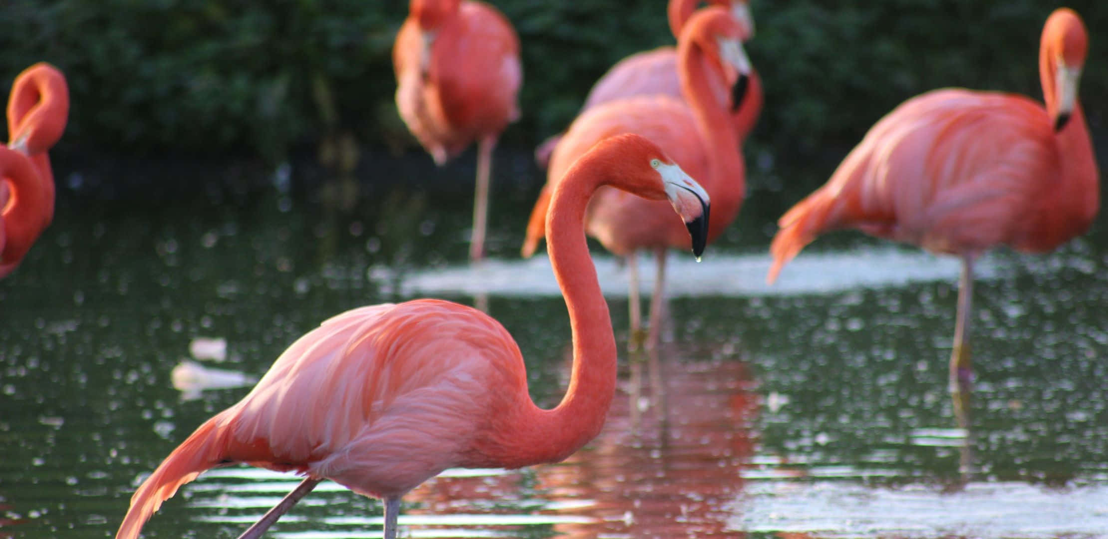 2220x1080, pink flamingos, shallow water, Full HD Desktop Wallpaper
