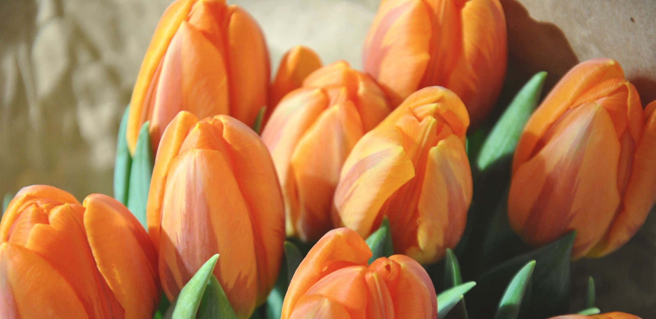 orange tulips, vase, green stems, Full HD Desktop Wallpaper
