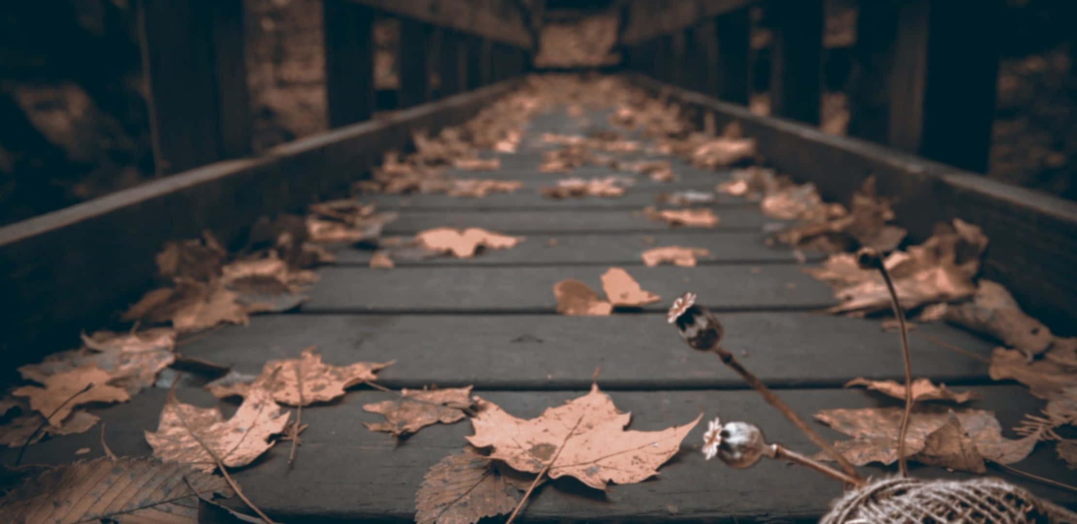 2220x1080, wooden boardwalk, autumn leaves, Full HD Desktop Wallpaper
