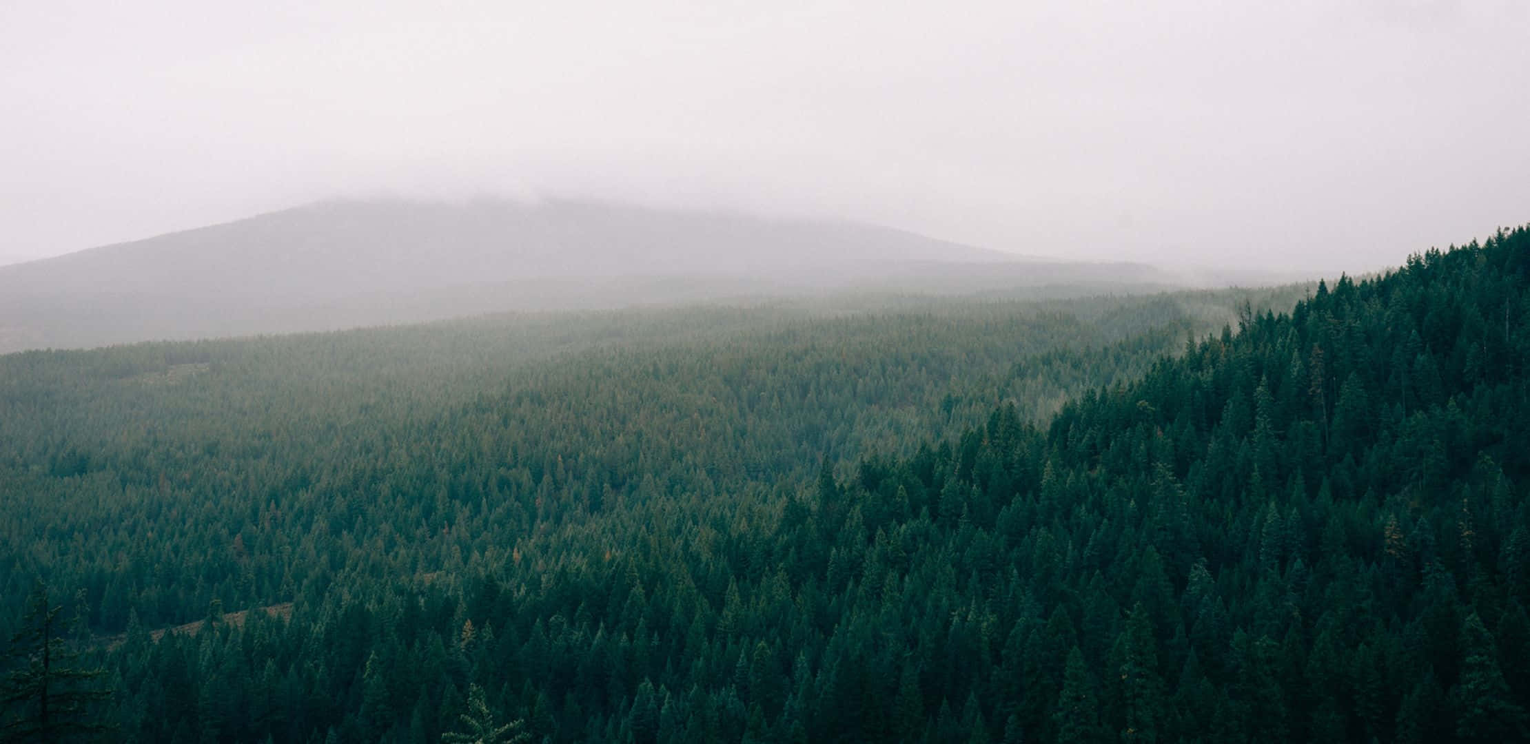 2220x1080, misty mountain range, dense evergreen forest, Full HD Desktop Wallpaper