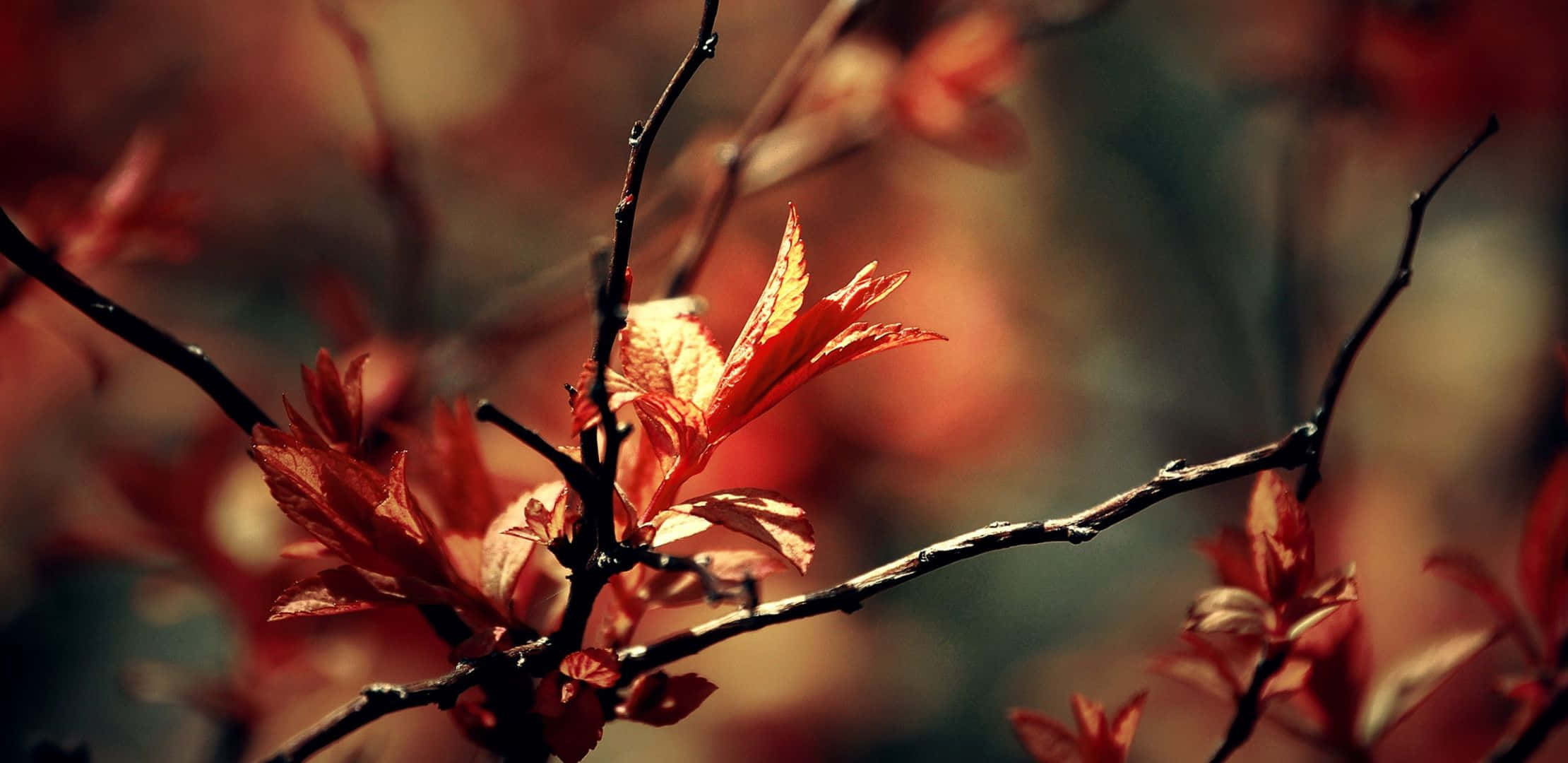 2220x1080, Cityscape at night, Vibrant red autumn leaves, Full HD Desktop Wallpaper