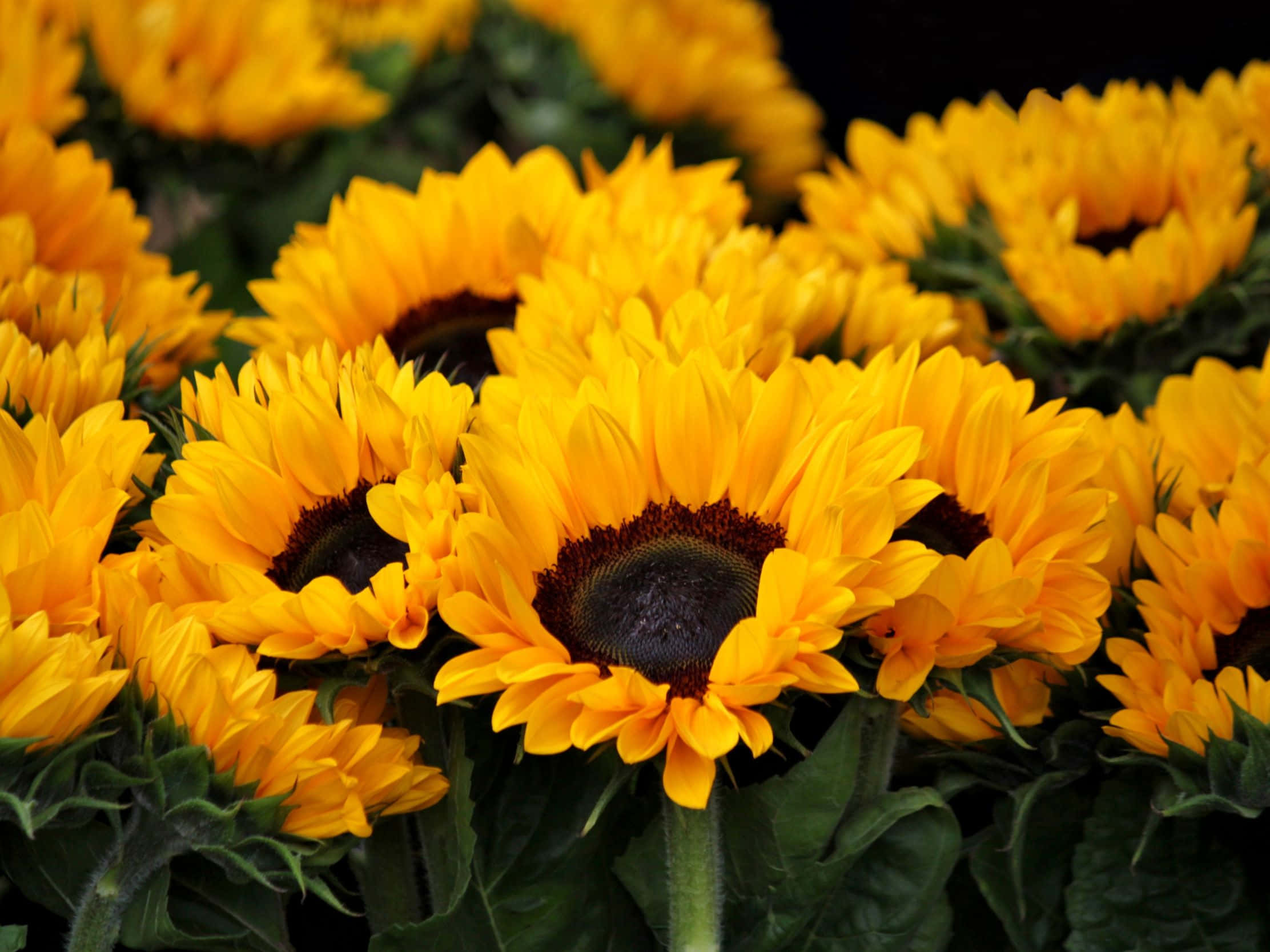 sunflowers, vibrant sunflowers, dense field, Full HD Desktop Wallpaper