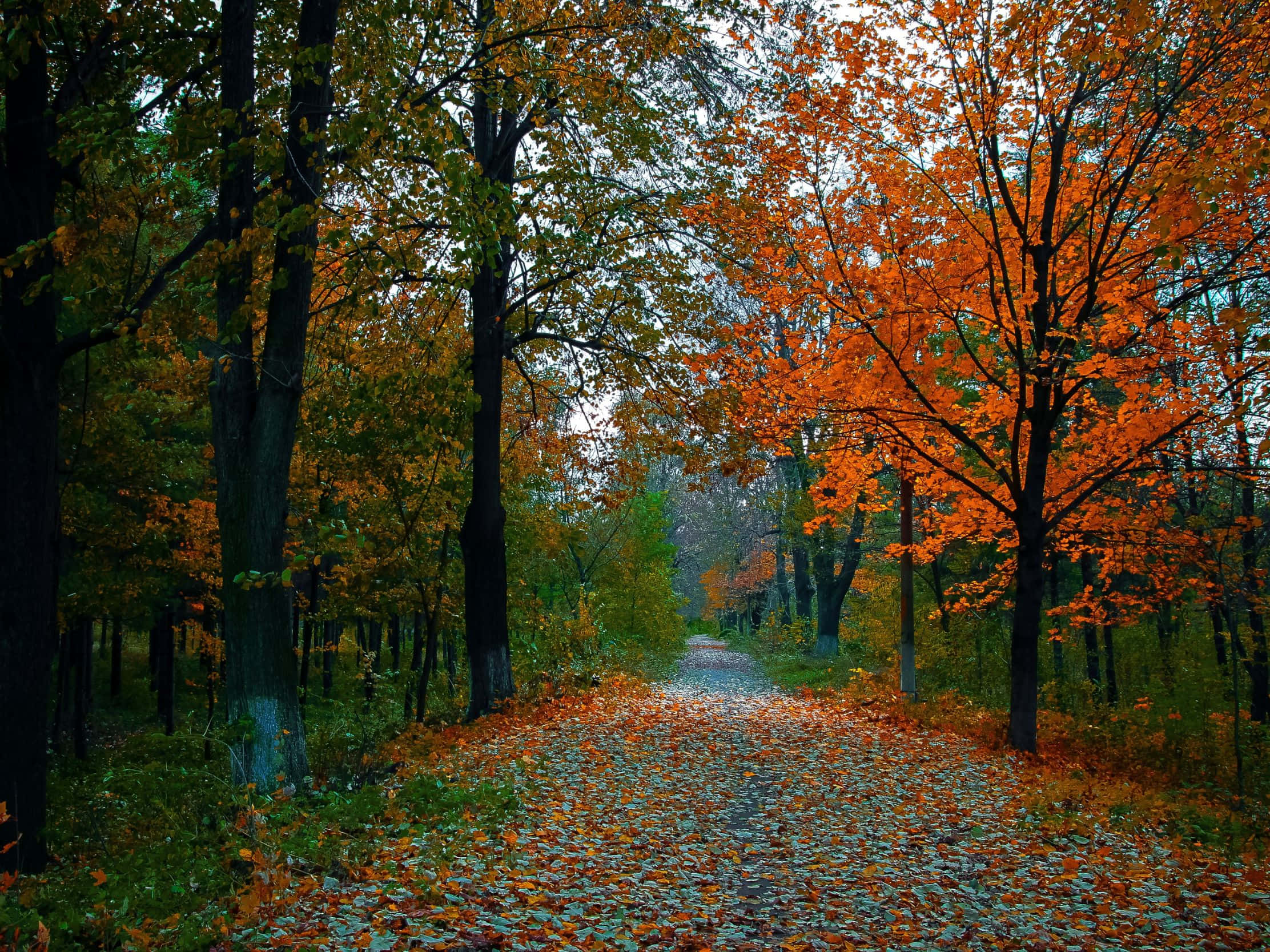 2224x1668, winding forest path, fallen orange leaves, Full HD Desktop Wallpaper