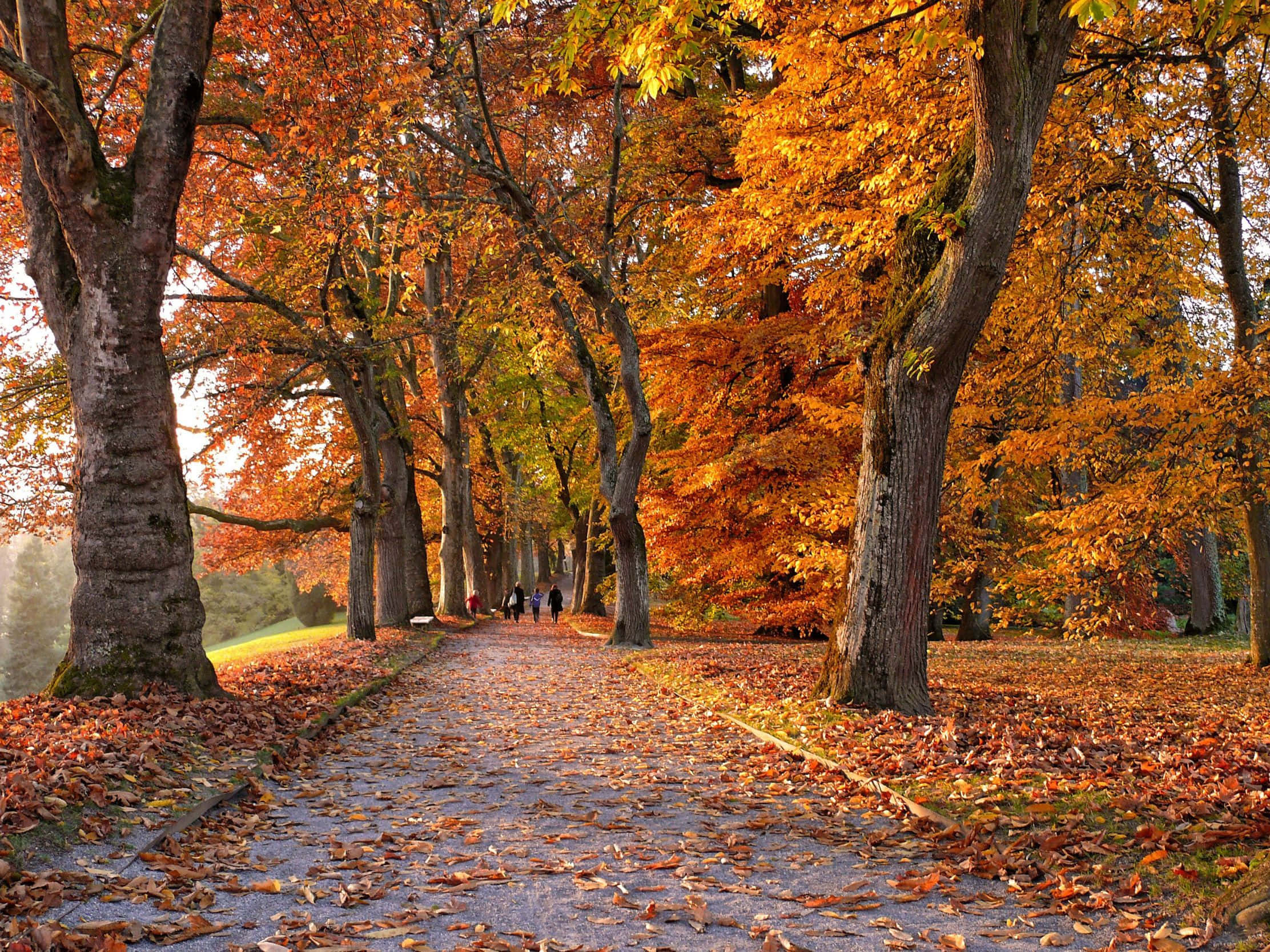 2224x1668, palm tree-lined horizon, autumn leaves, Full HD Desktop Wallpaper