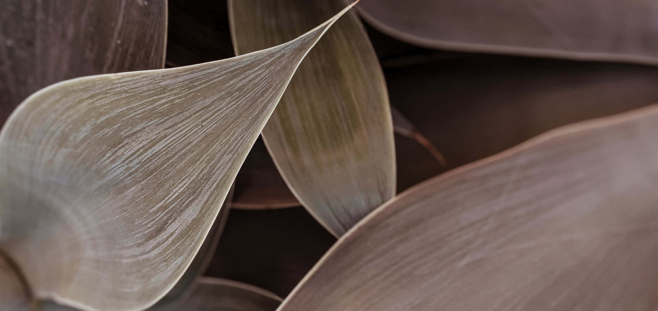 2280x1080, brown leaves, white striations, Full HD Desktop Wallpaper