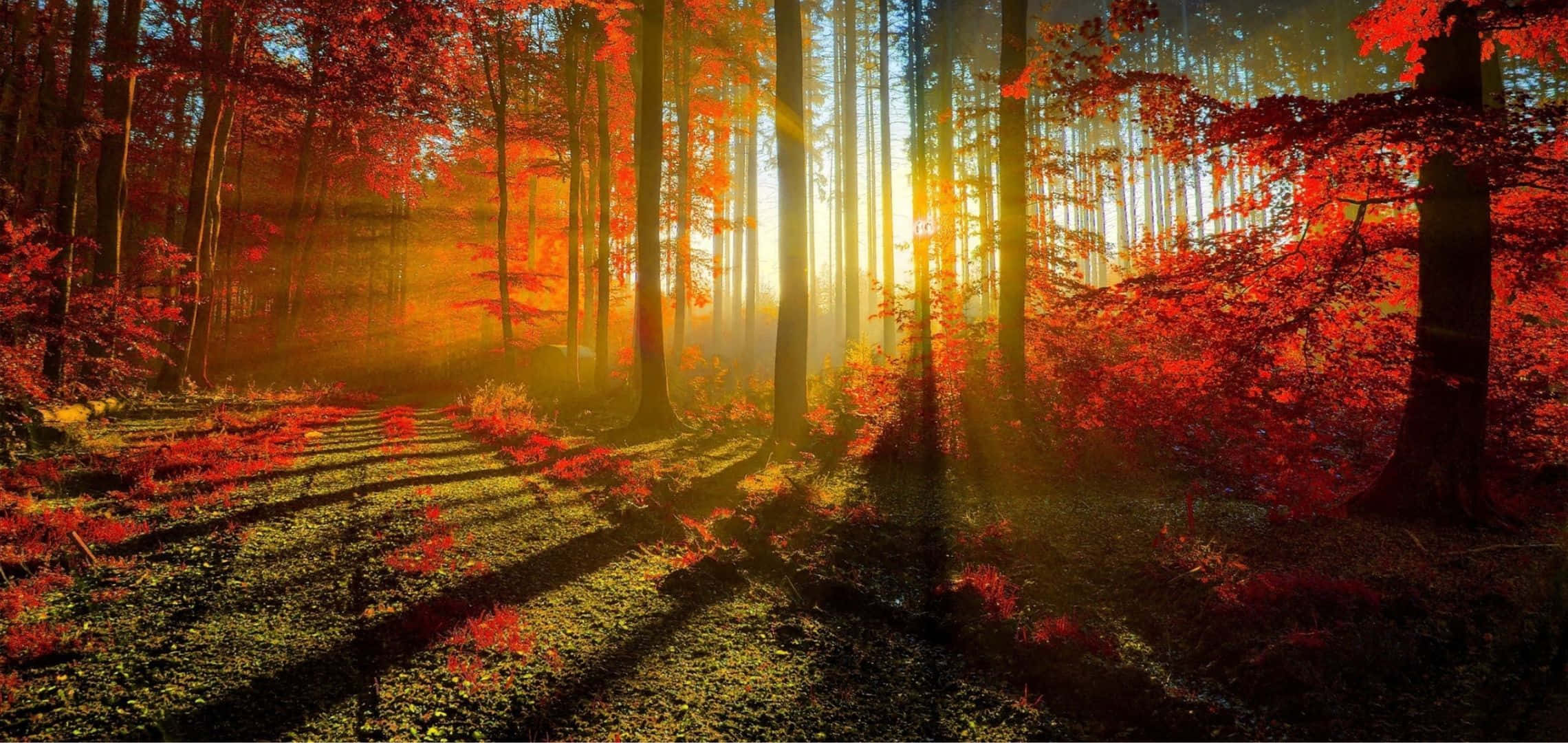 2280x1080, vibrant red autumn leaves, misty forest, Full HD Desktop Wallpaper