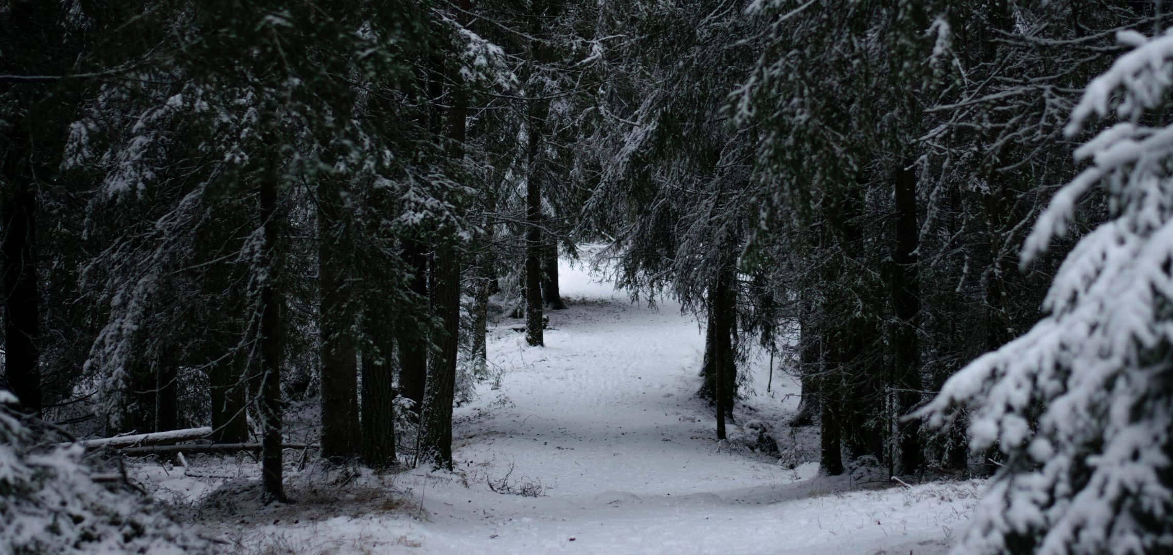 snow-covered forest path, tall evergreens, dim winter sky, Full HD Desktop Wallpaper