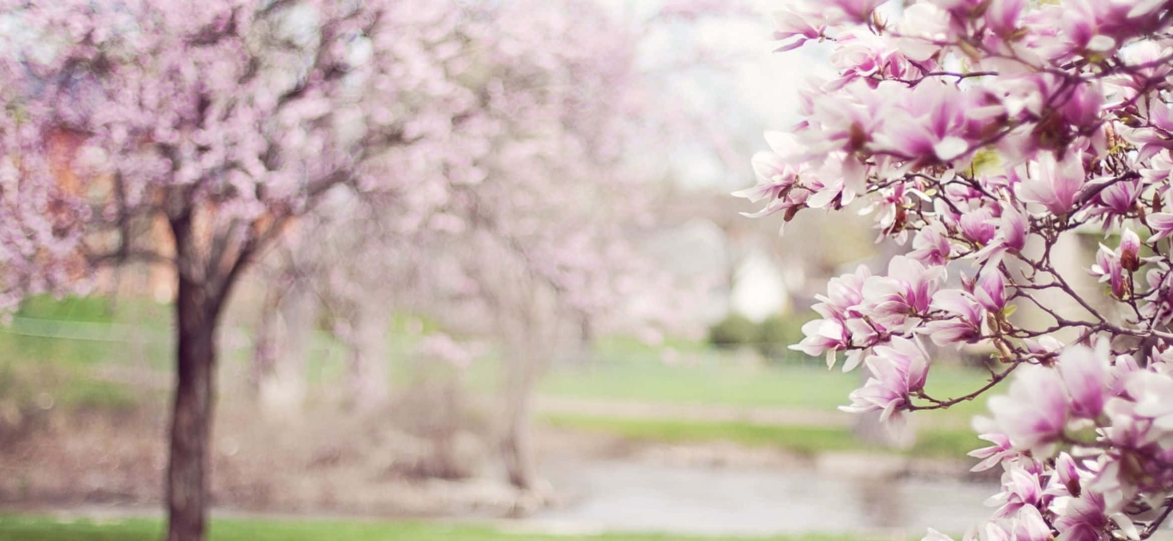 2340x1080, magnolia blossoms, cherry trees, Full HD Desktop Wallpaper