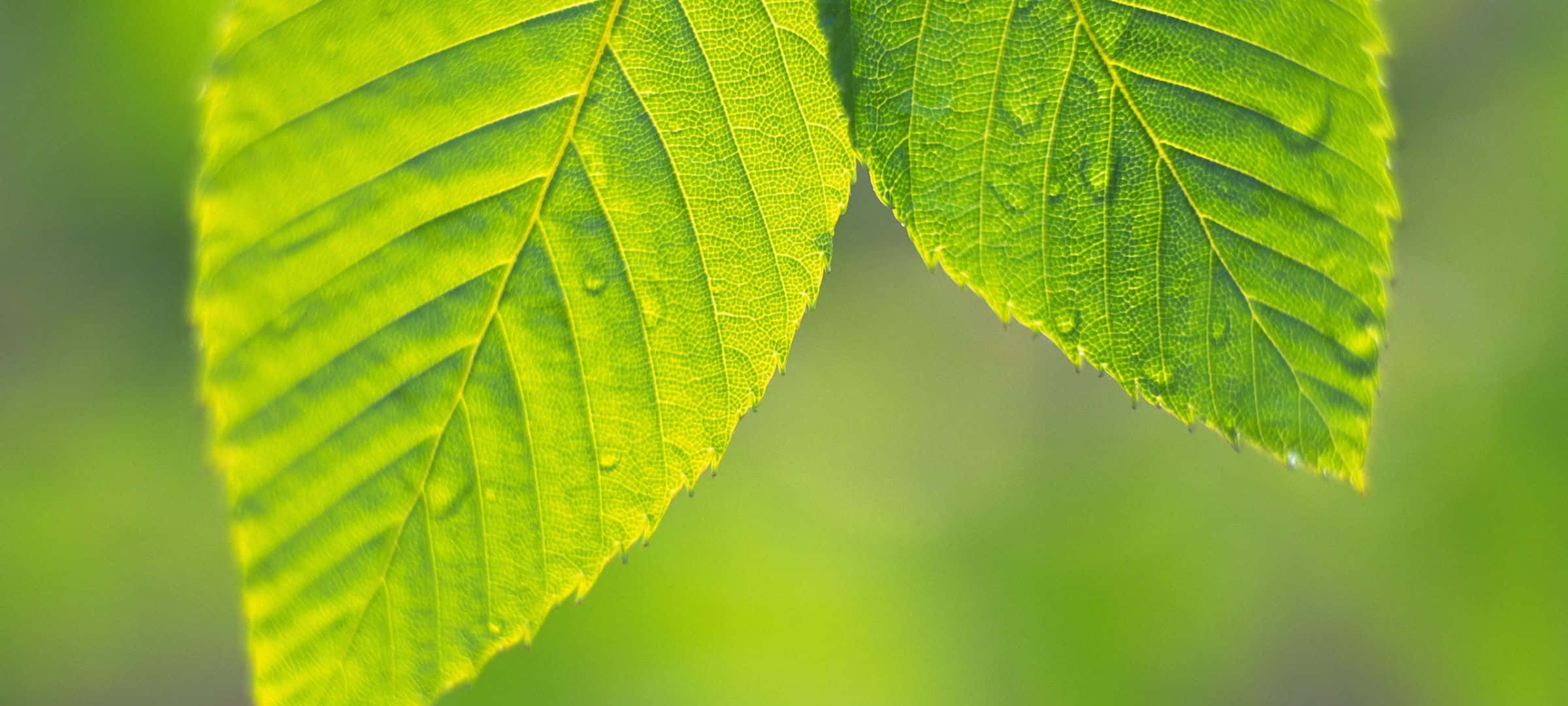 2400x1080, sunset, vibrant green leaves, Full HD Desktop Wallpaper