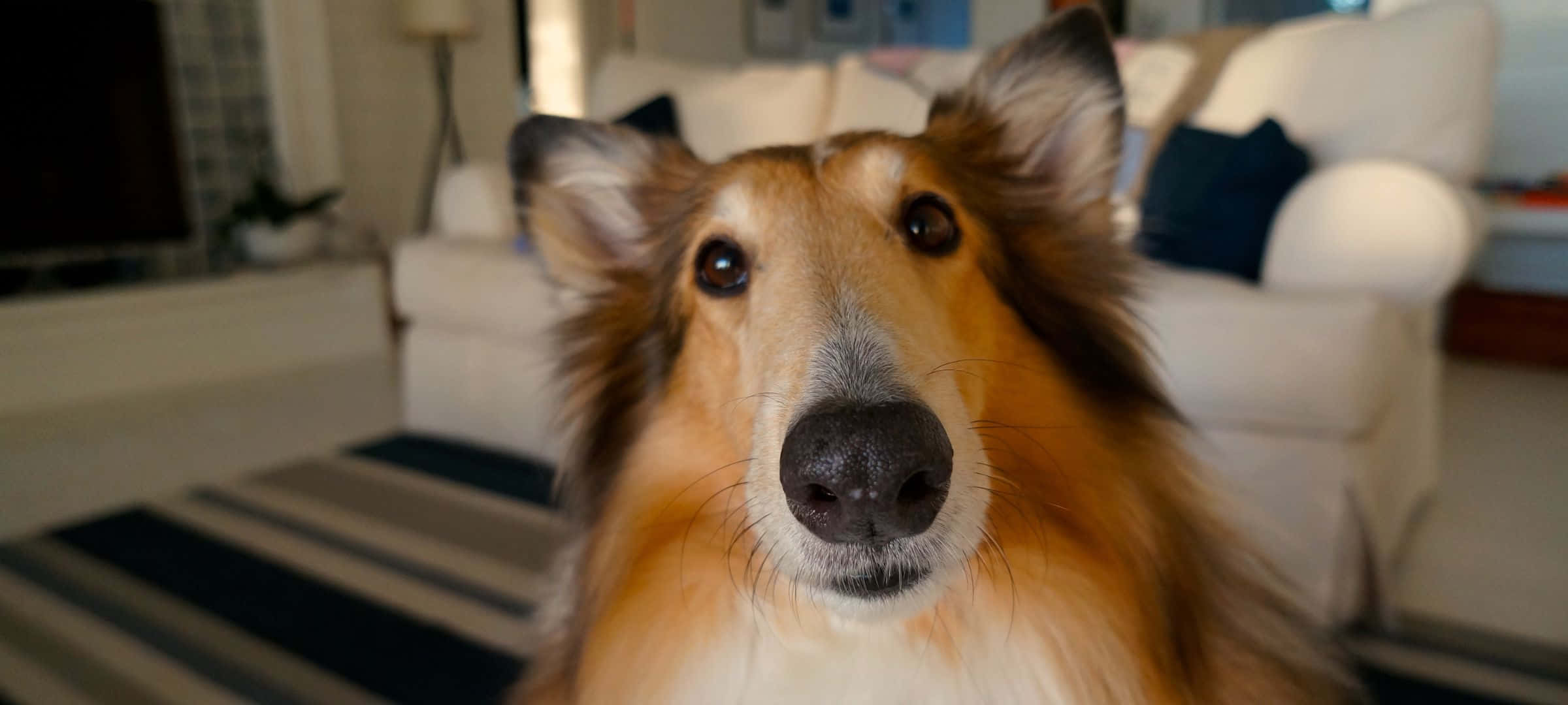 2400x1080, fluffy collie dog, warm brown eyes, Full HD Desktop Wallpaper