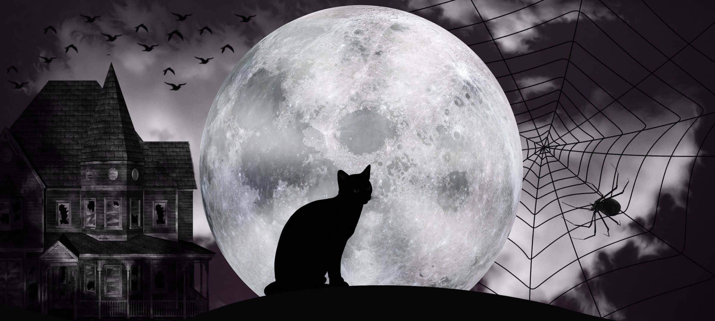 cat, hill, full moon, Full HD Desktop Wallpaper