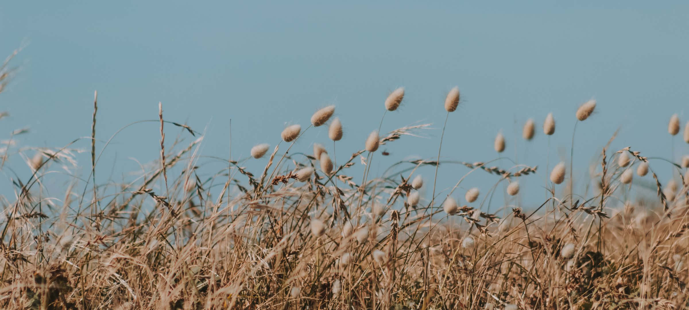 Deep Blue Sea, golden grasses, feathery seed heads, Full HD Desktop Wallpaper
